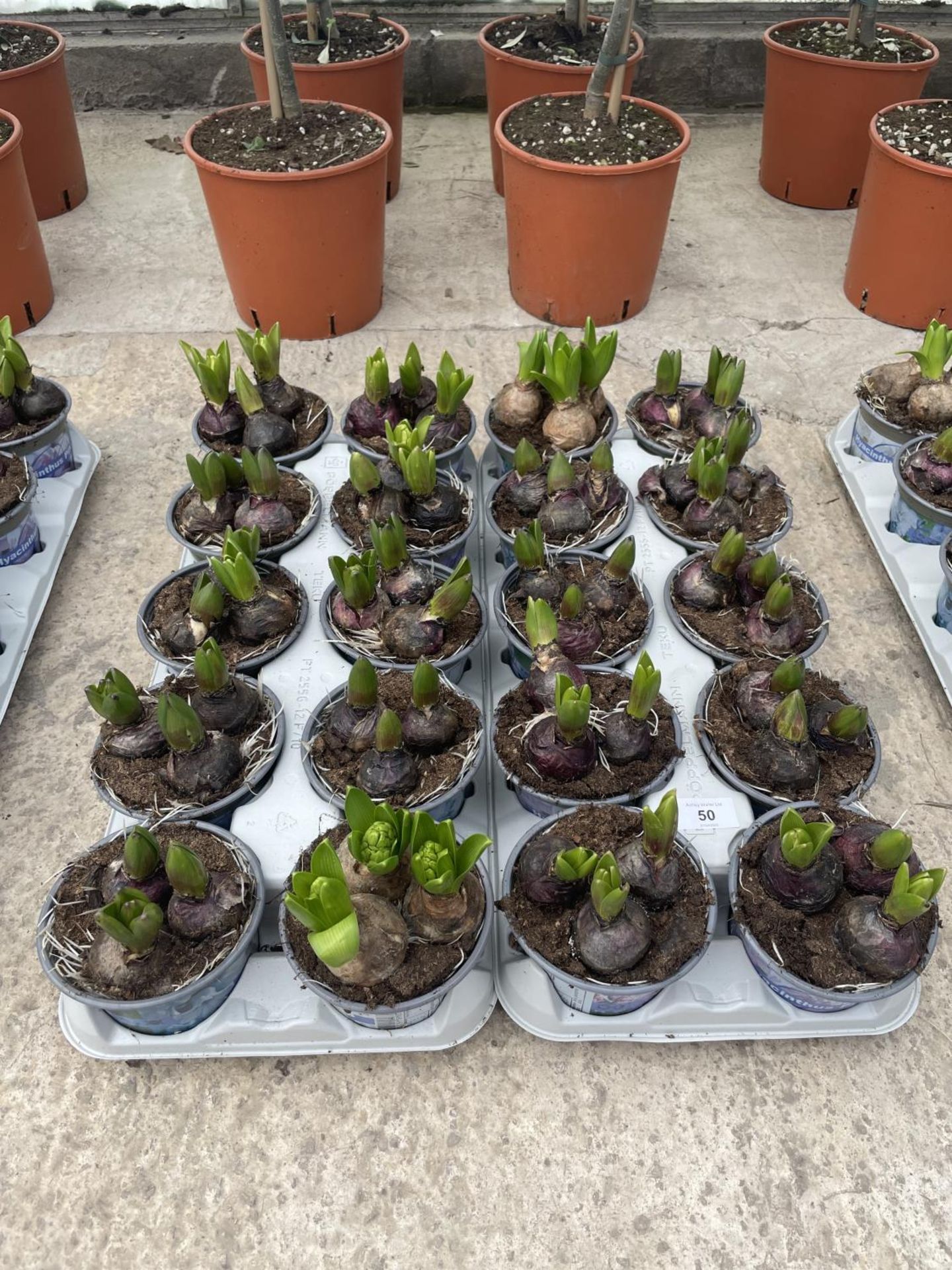 TWENTY HYACINTH POTS + VAT