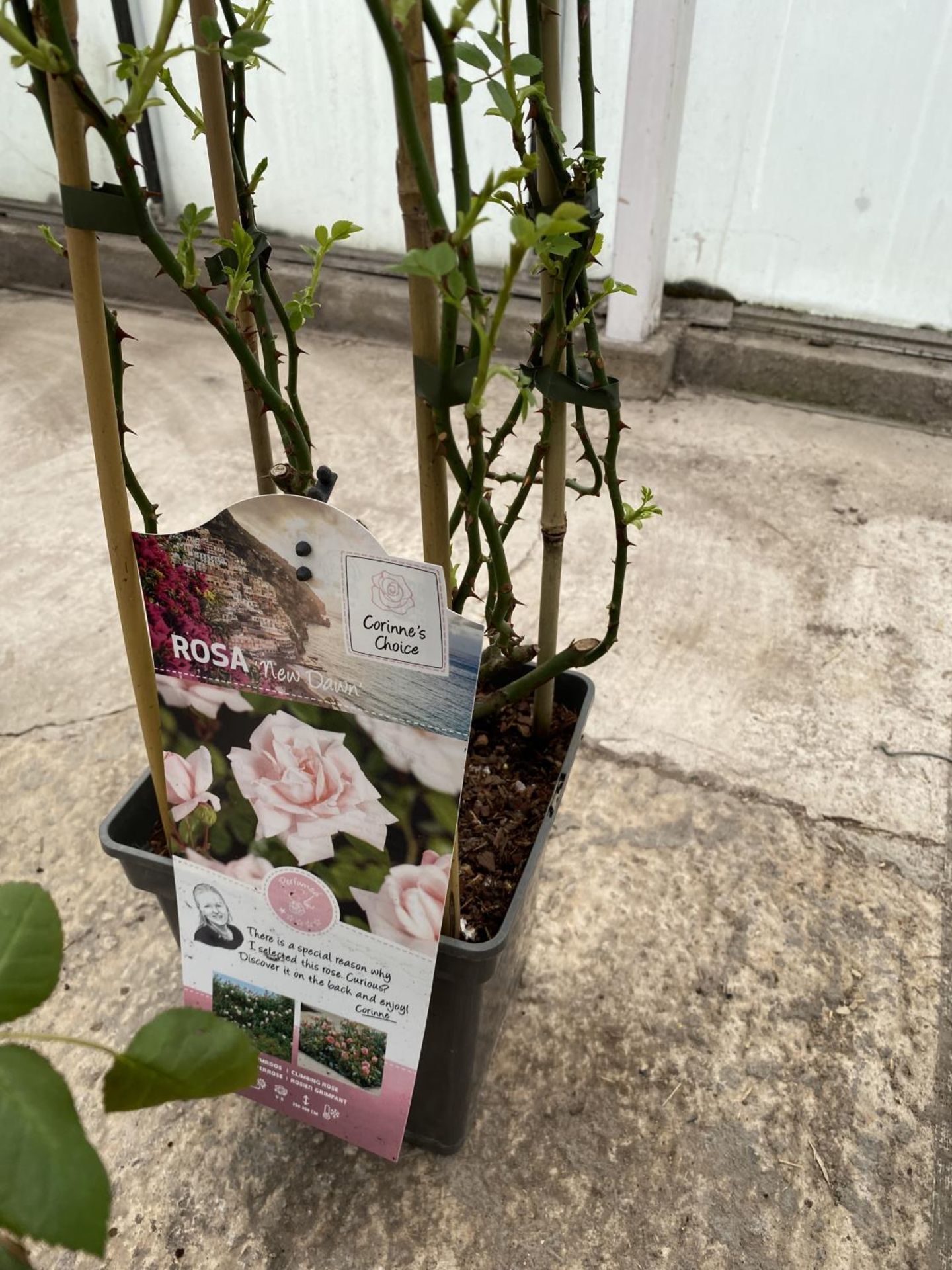 THREE POTTED CLIMBING ROSES TO INCLUDE NEW DAWN, SANTANA AND LICHTKONIGIN LUCIA + VAT - Image 4 of 4