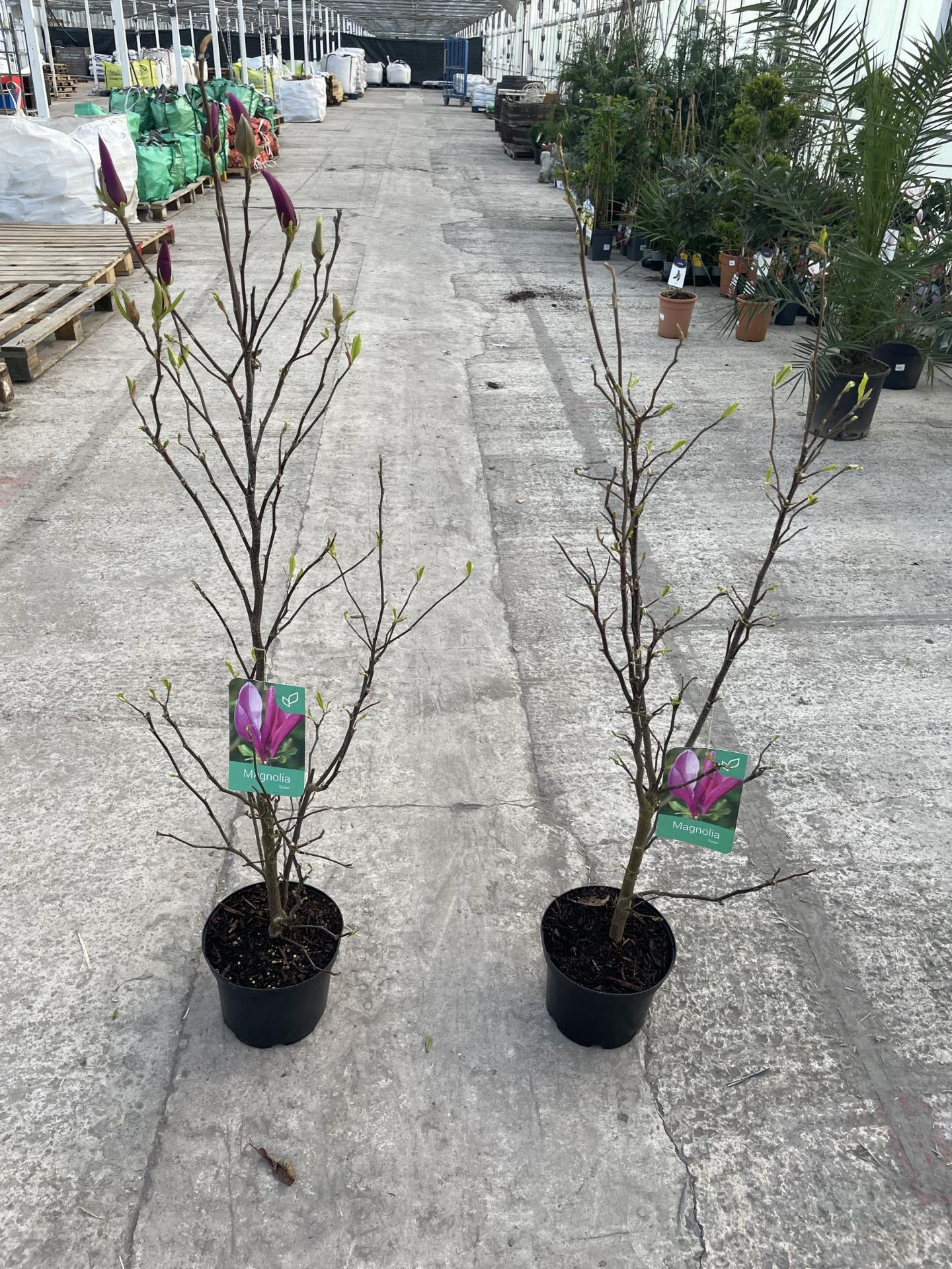 TWO MAGNOLIA "SUSAN", 10 LTR POT + VAT