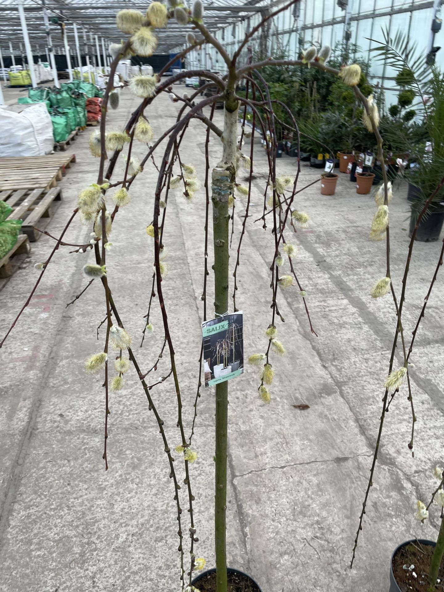 TWO WEEPING WILLOW - SALIX KILMARNOCK, 5 LTR POT + VAT - Image 2 of 5