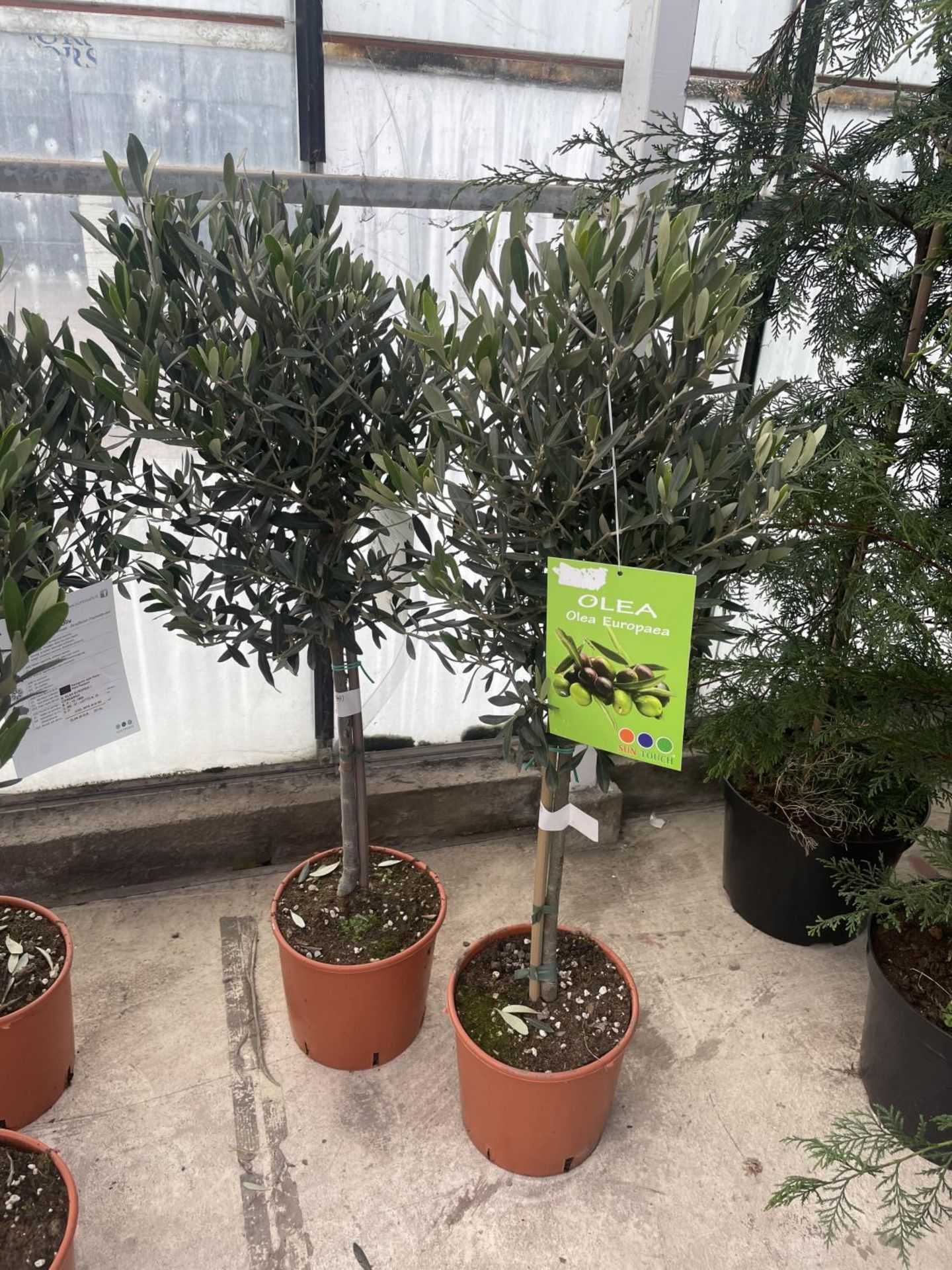 TWO STANDARD OLIVE TREES APPROX 100 CM TALL+ VAT
