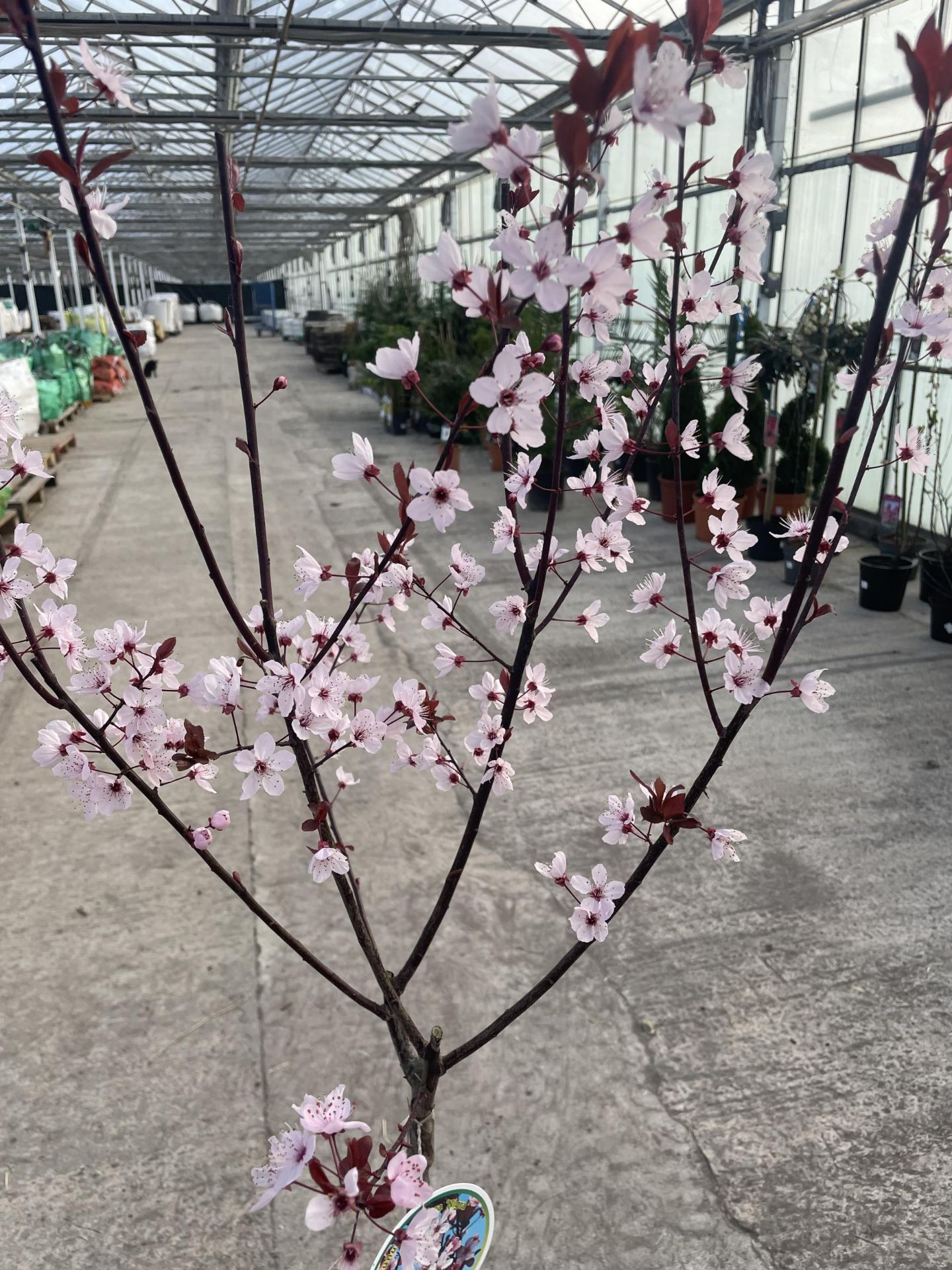 TWO FLOWERING CHERRY - PRUNUS CERASIFERA NIGRA, C-5 POT + VAT - Image 2 of 4