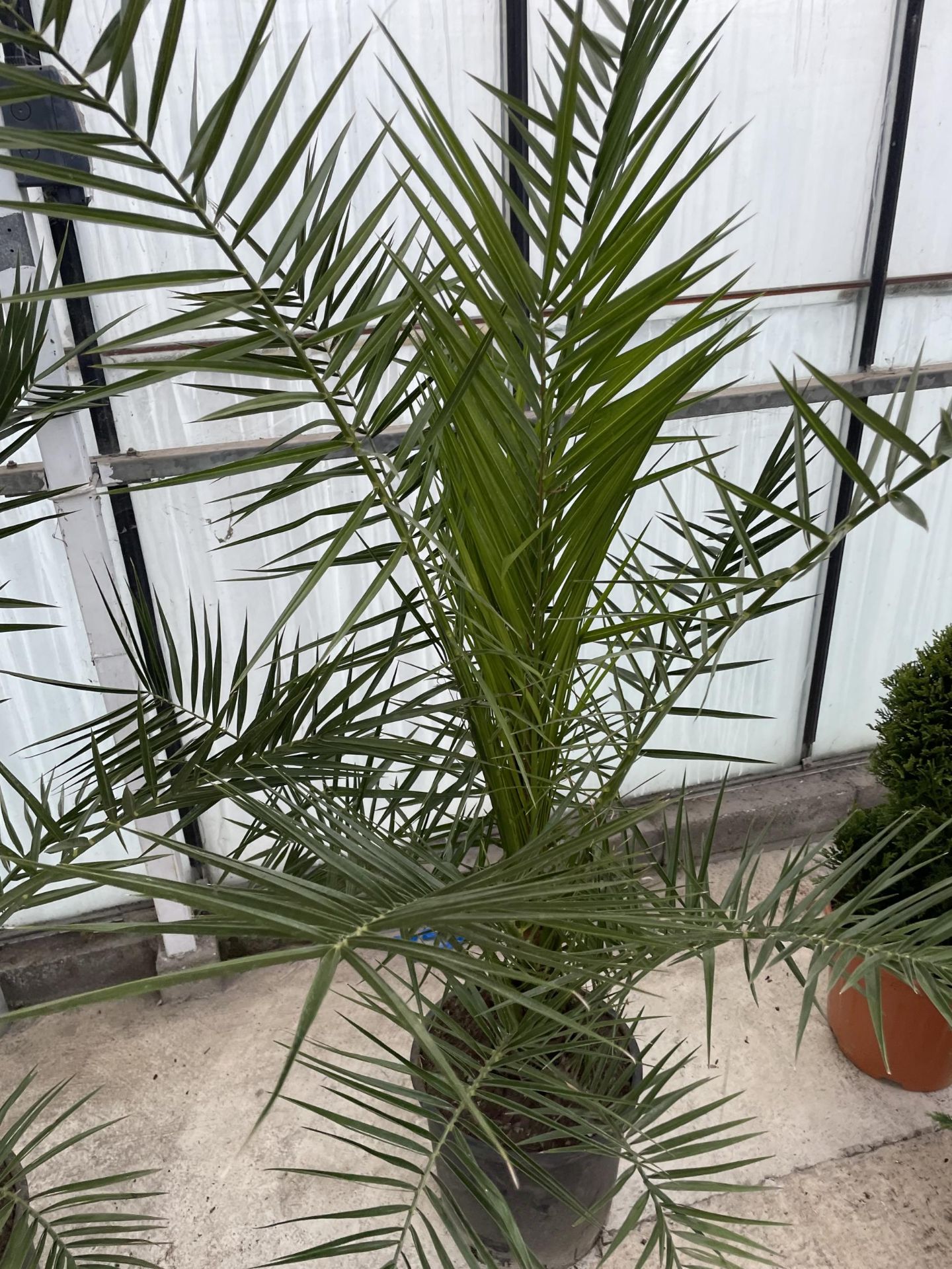 TWO LARGE DATE ( PHEONIX) PALMS - PHOENIX CANARIENSIS , 80 LTR POTS + VAT - Image 3 of 4