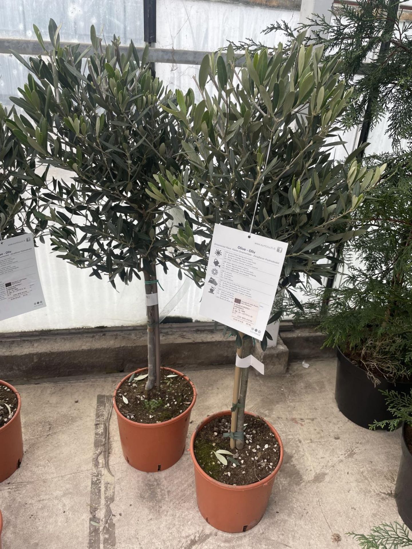 TWO STANDARD OLIVE TREES APPROX 100 CM TALL + VAT - Image 4 of 4