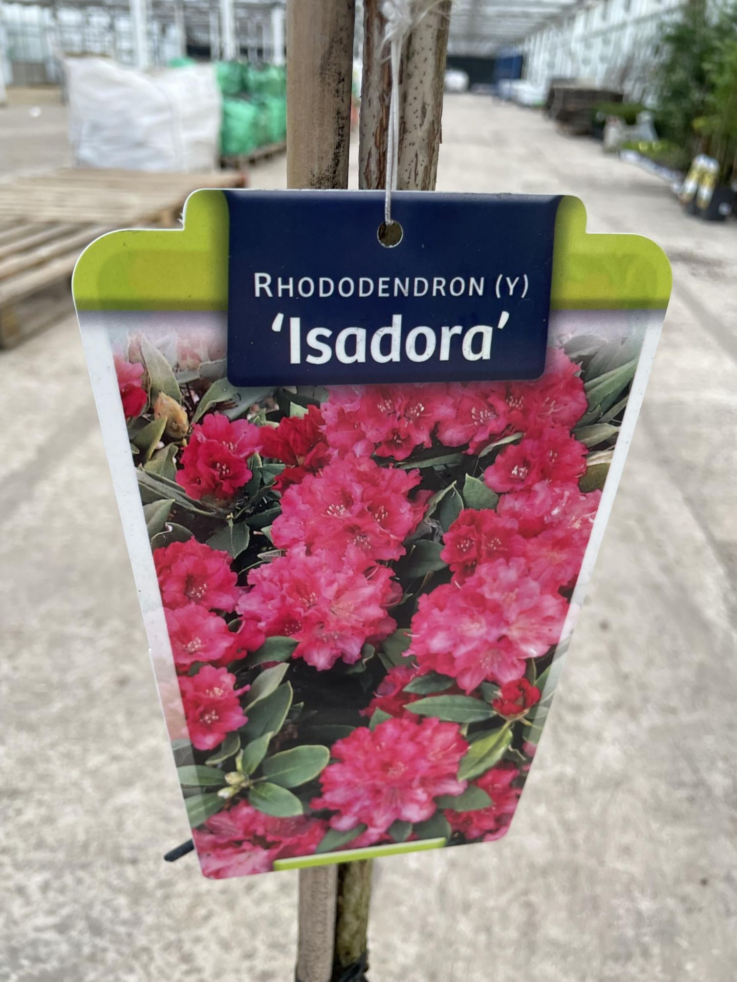 TWO STANDARD RHODODENDRON "ISADORA" 7.5 LTR POT + VAT - Image 4 of 5