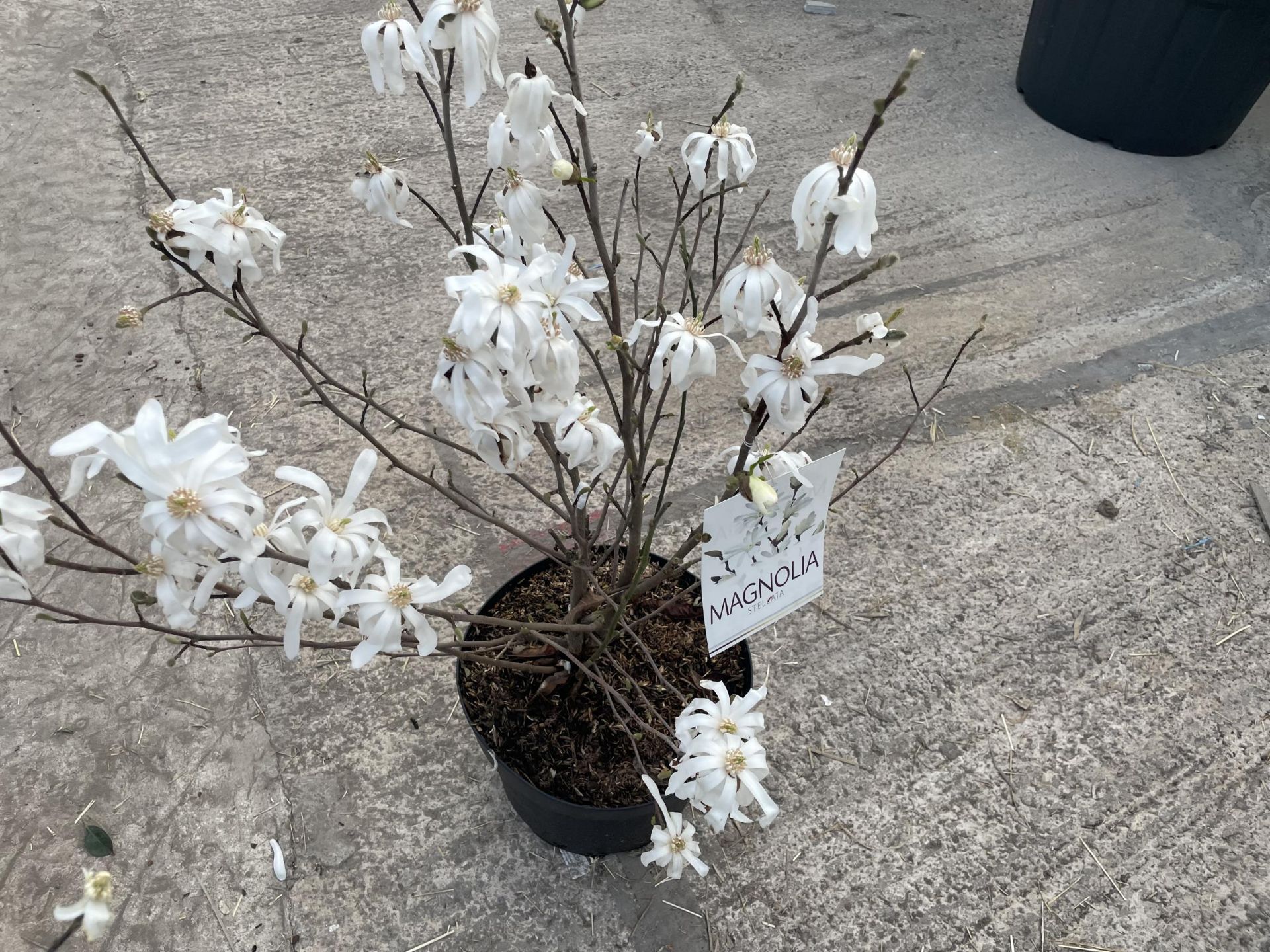 TWO MAGNOLIA STELLATA, 9 LTR POT + VAT - Image 3 of 5