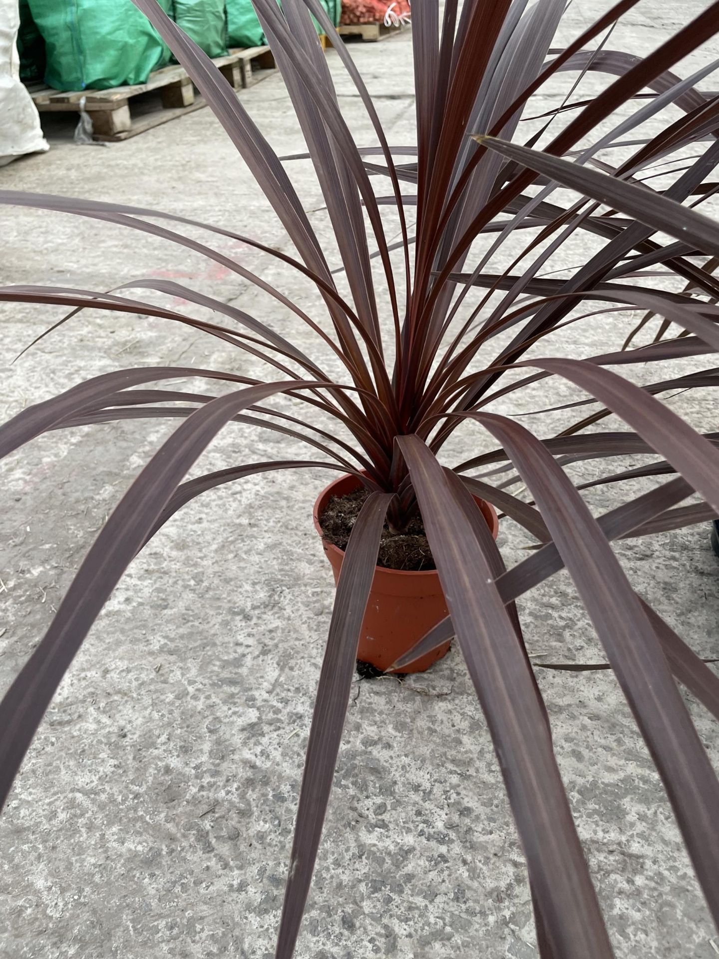 TEN CORDYLINE "RED STAR" + VAT - Image 3 of 3