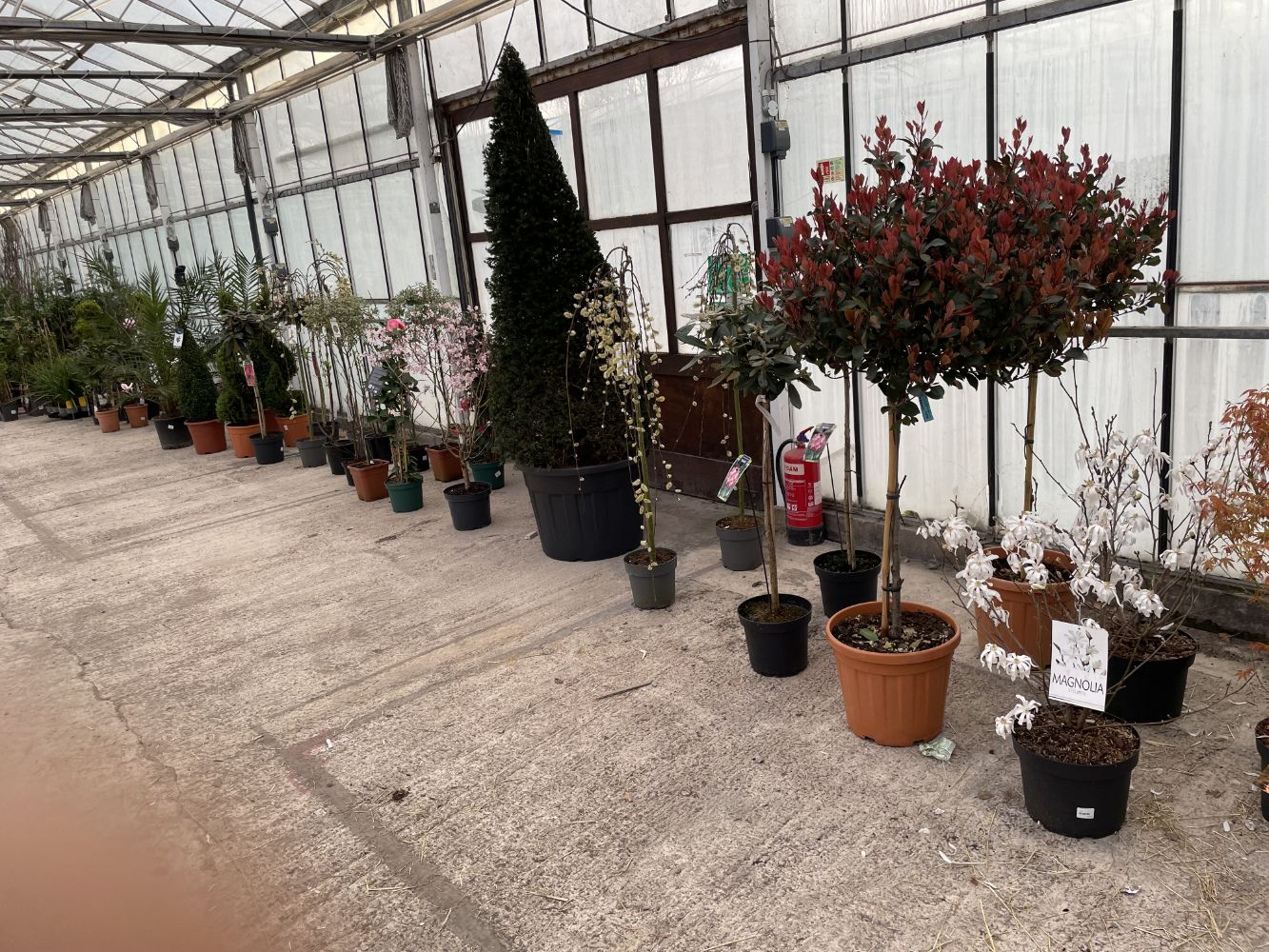 HORTICULTURAL AUCTION - TO INCLUDE PLANTS, SHRUBS, TREES, PERENNIALS, BEDDING PLANTS, GARDEN FURNITURE AND ACCESSORIES FROM 9.30 AM