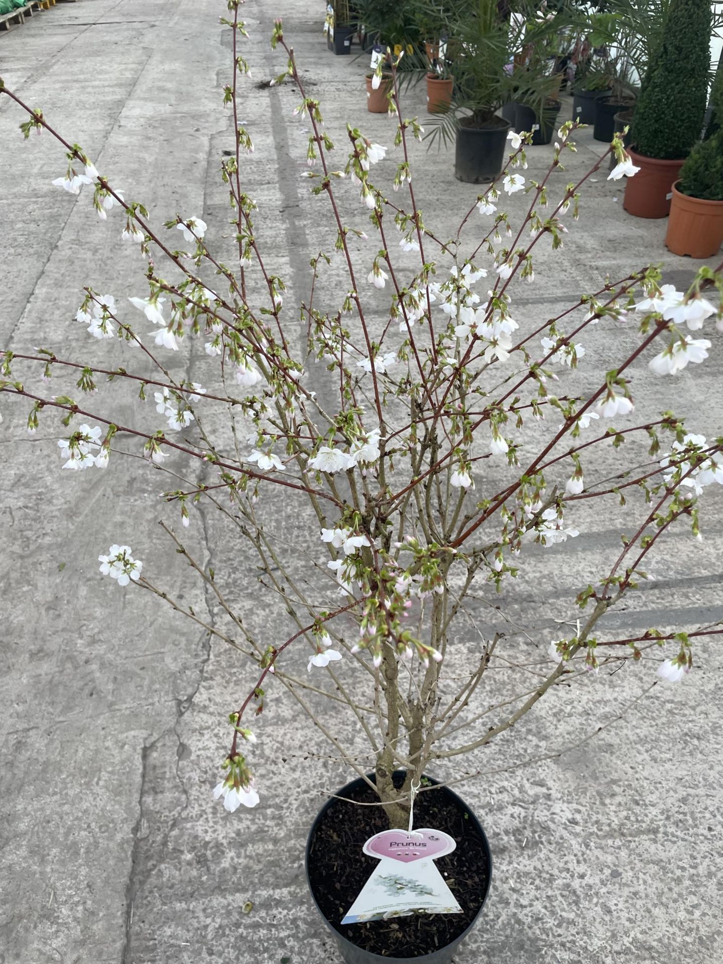 TWO FLOWERING CHERRY - PRUNUS NIPPONICA "RUBY" AND "BRILLIANT", 7.5 LTR POT + VAT - Image 5 of 7