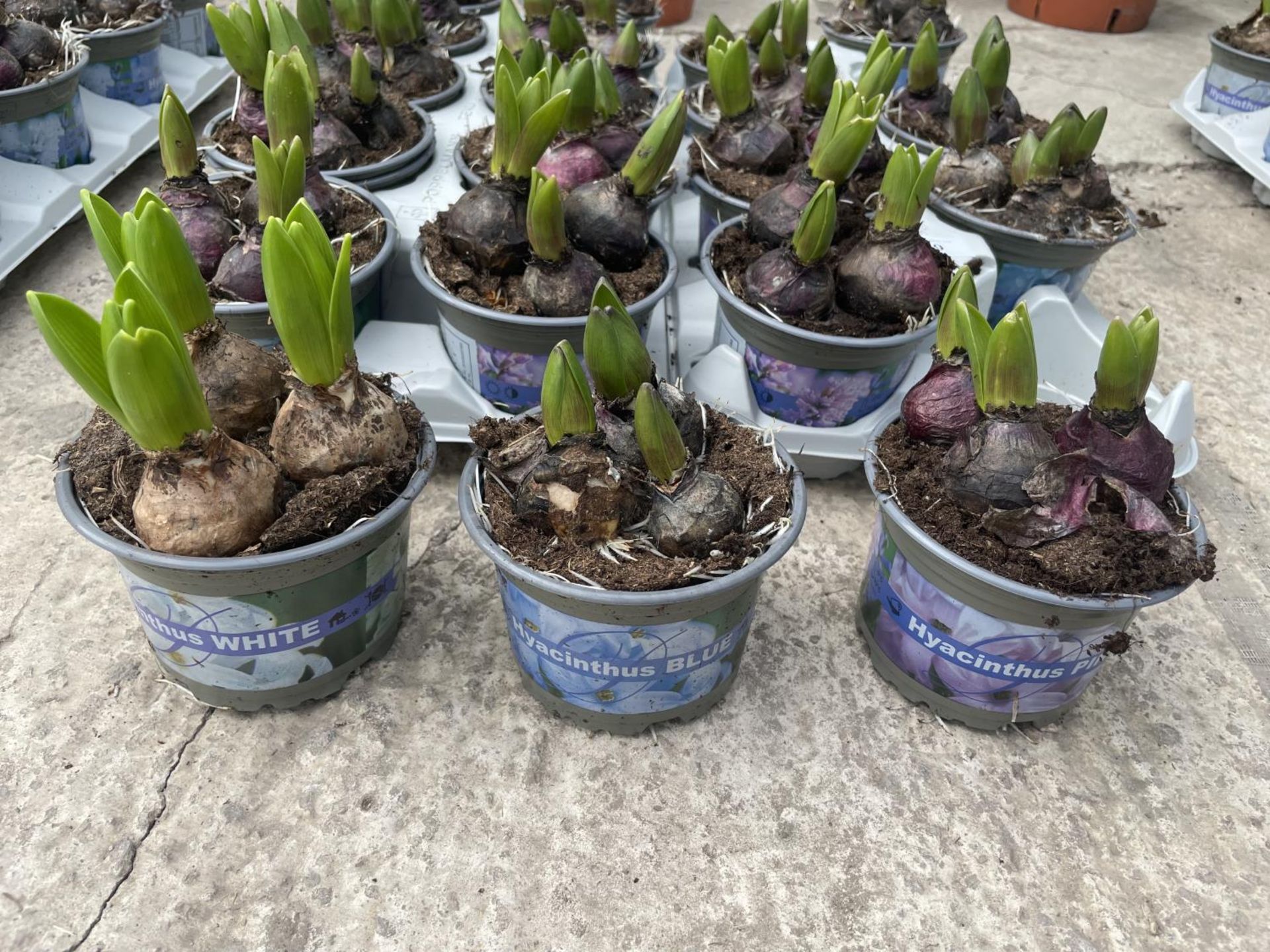 TWENTY HYACINTH POTS + VAT - Image 2 of 2