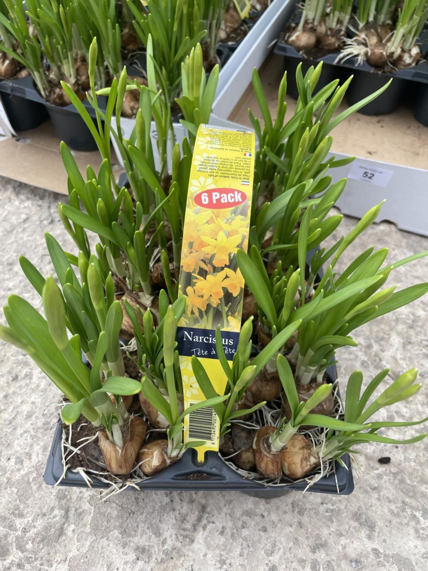 SIX PACKS OF SIX TETE A TETE MINIATURE DAFFODIL BULBS + VAT - Image 2 of 3