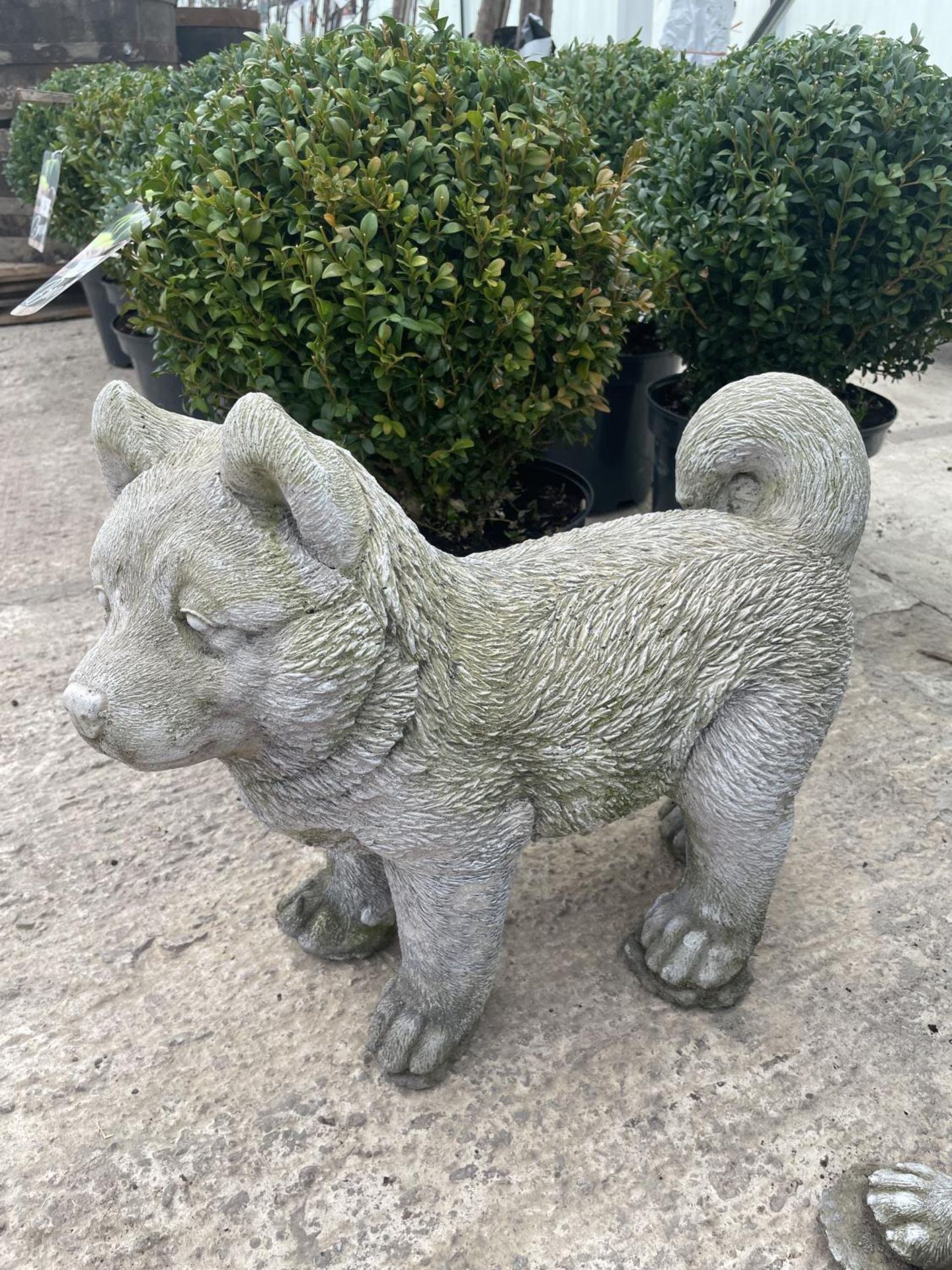 A CONCRETE ORNAMENT OF CHOW CHOW DOG NO VAT