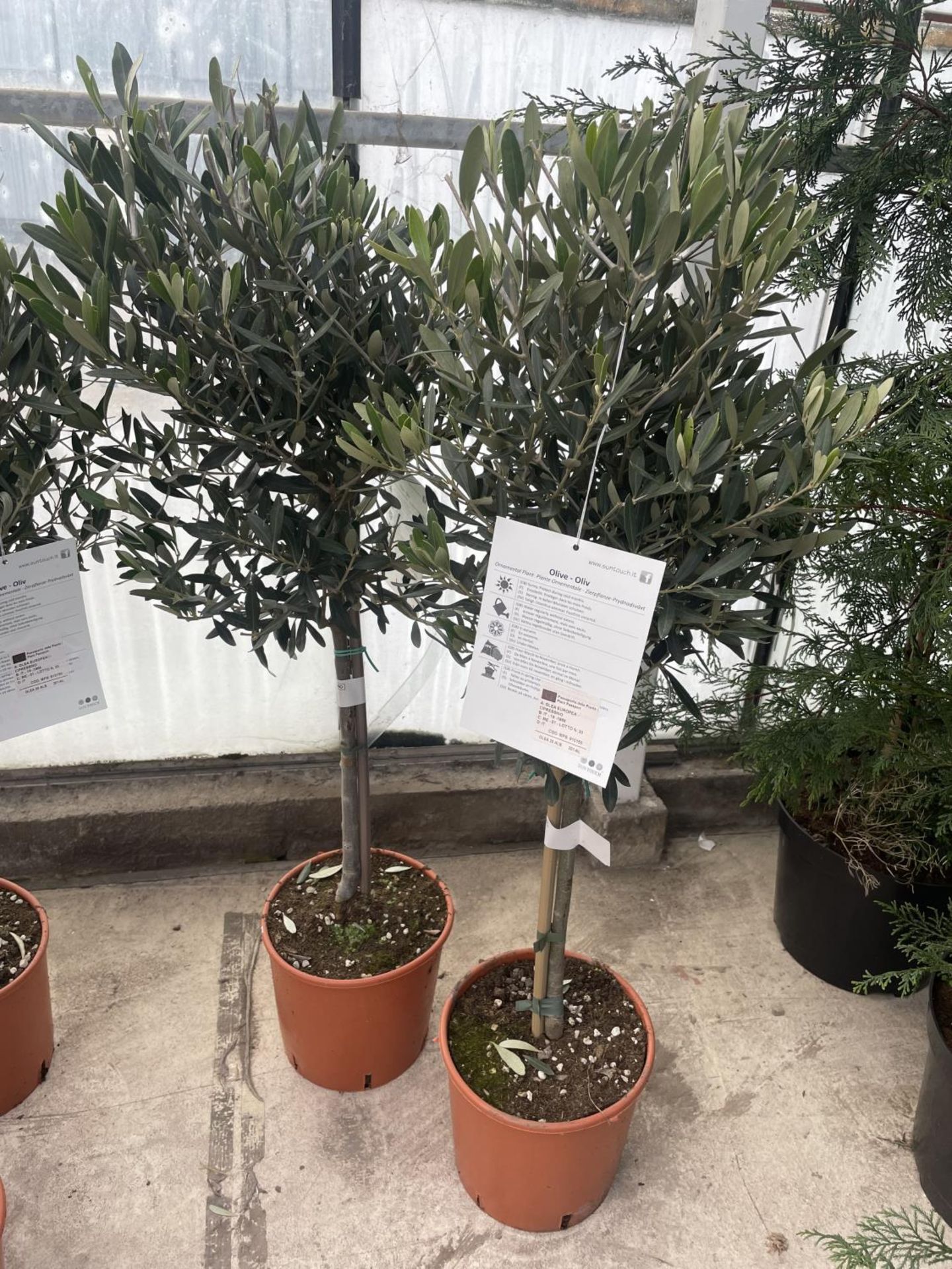TWO STANDARD OLIVE TREES APPROX 100 CM TALL+ VAT - Image 4 of 4