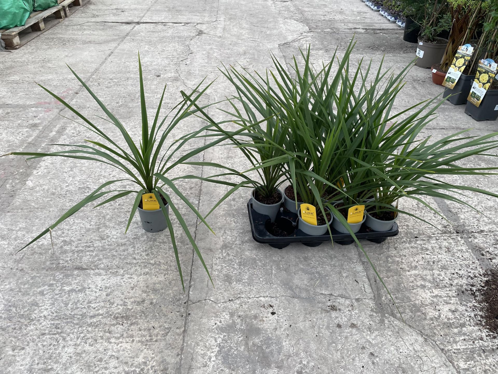 EIGHT CORDYLINE "PEKO" + VAT