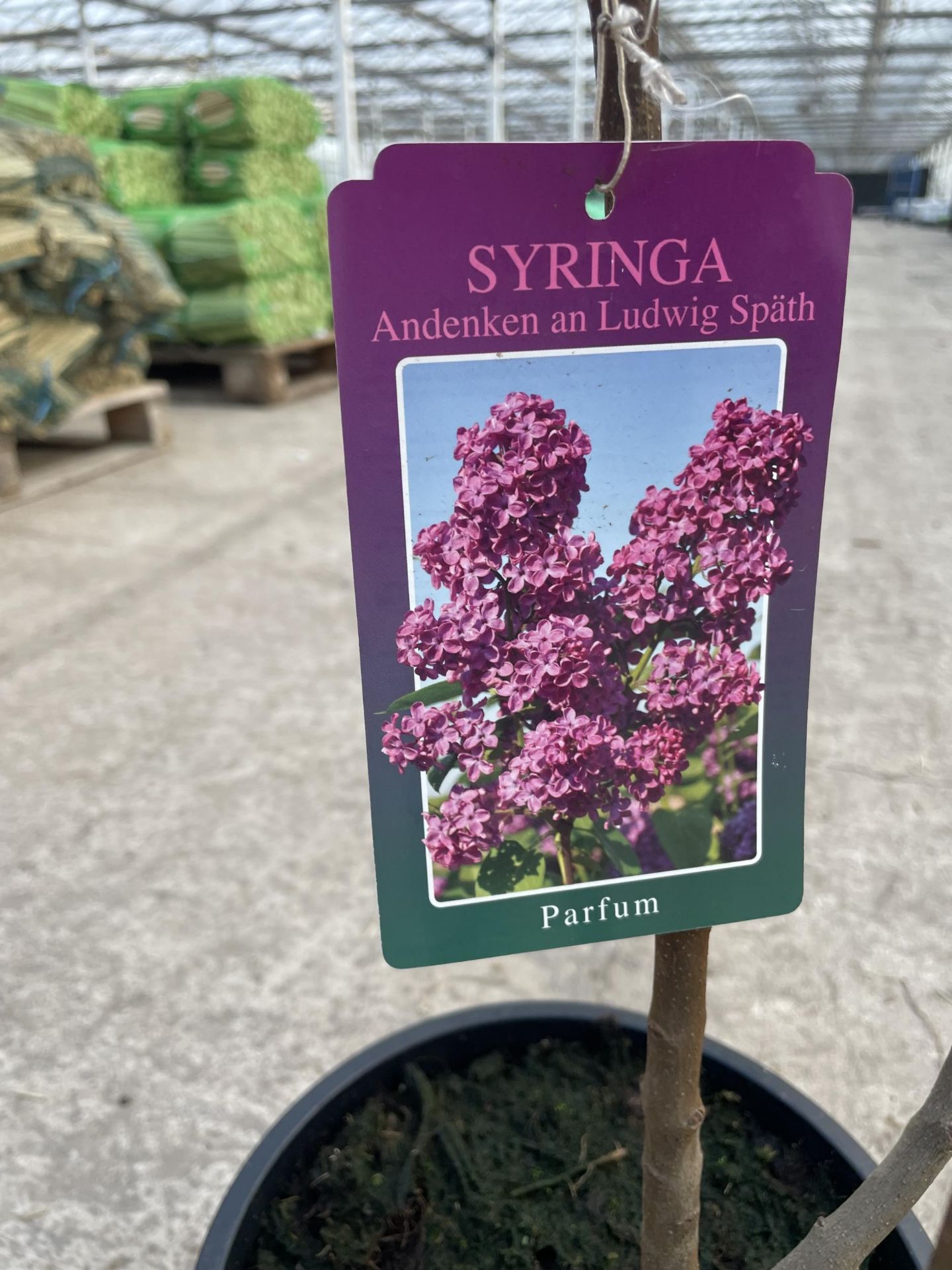 TWO LILAC - SYRINGA "CHARLES JOLY" AND "ANDENKEN AN LUDWIG SPATH", 6 LTR POT + VAT - Image 4 of 6