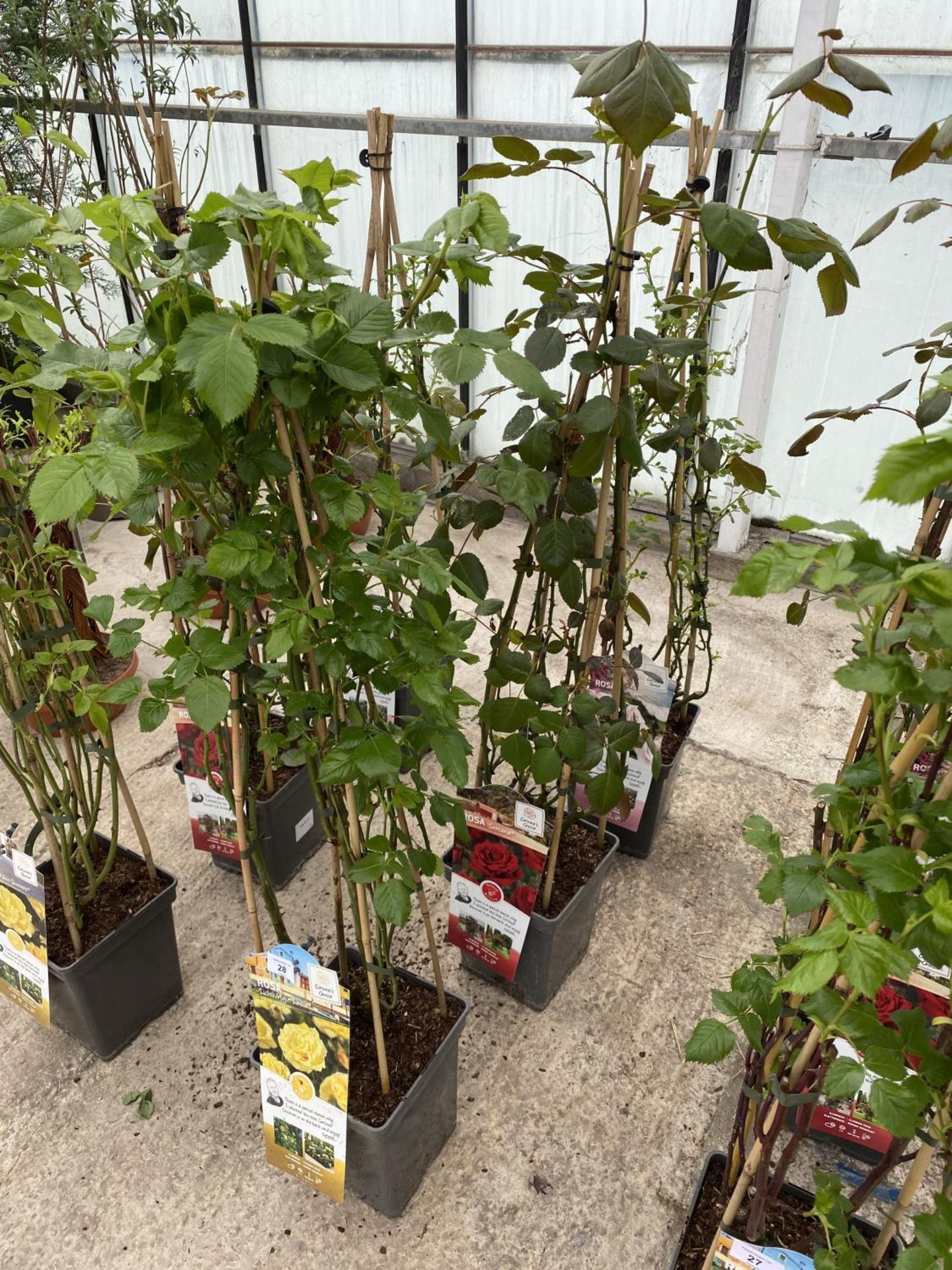 THREE POTTED CLIMBING ROSES TO INCLUDE NEW DAWN, SANTANA AND LICHTKONIGIN LUCIA + VAT