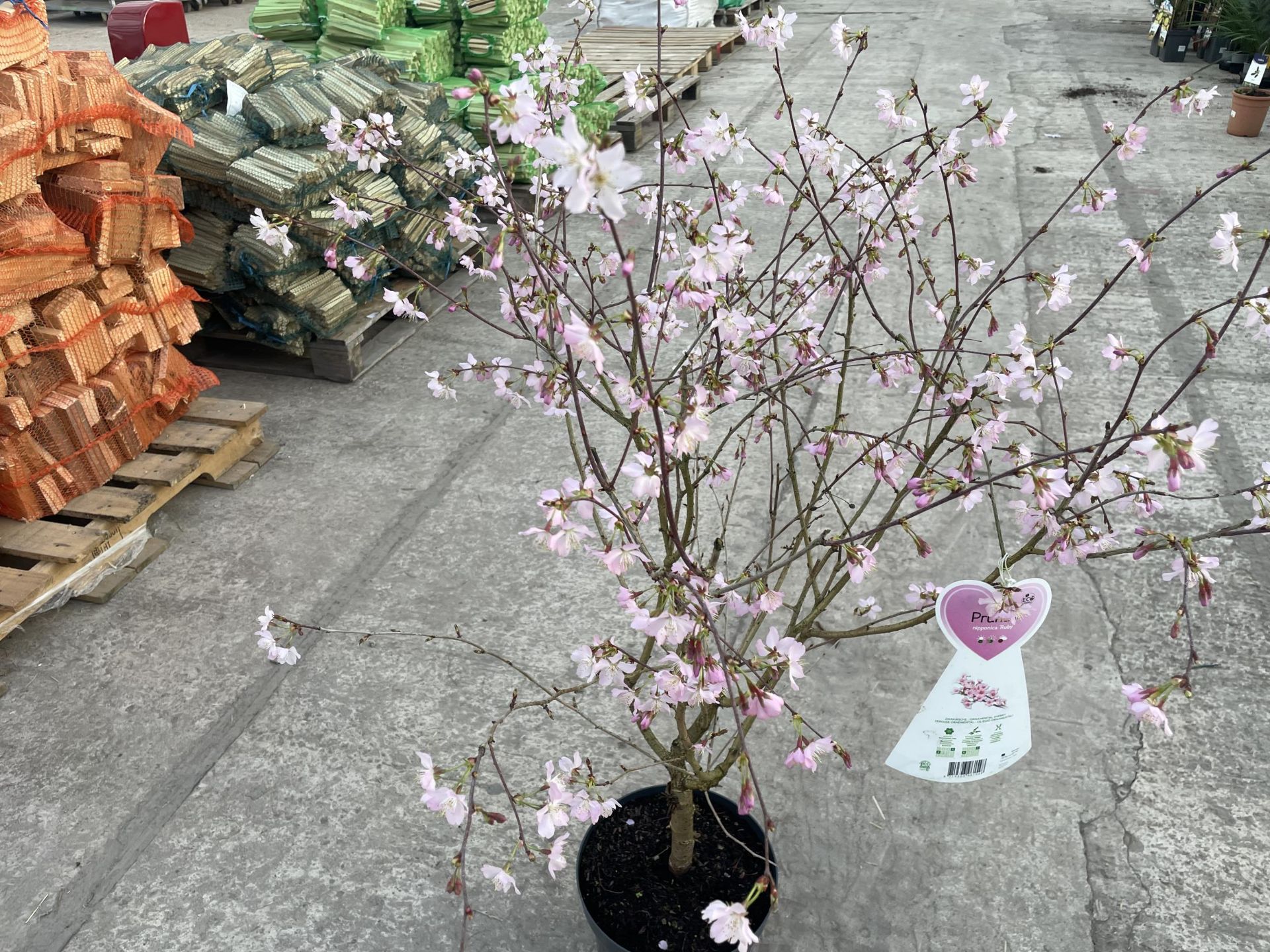 TWO FLOWERING CHERRY - PRUNUS NIPPONICA "RUBY" AND "BRILLIANT", 7.5 LTR POT + VAT - Image 2 of 7