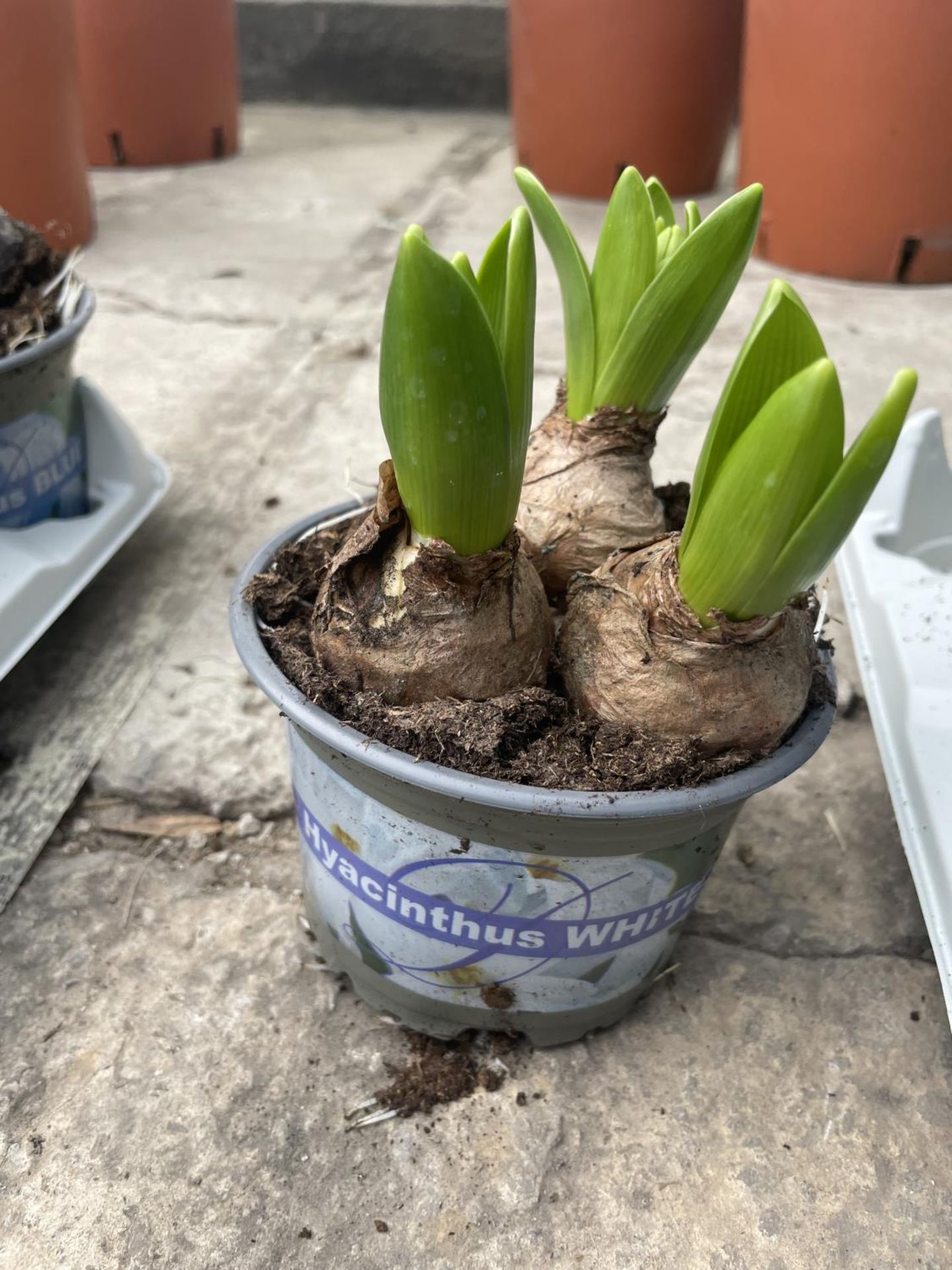 TEN HYACINTH POTS + VAT - Image 3 of 3