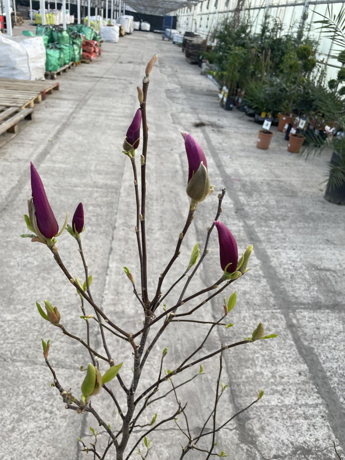 TWO MAGNOLIA "SUSAN", 10 LTR POT + VAT - Image 2 of 5