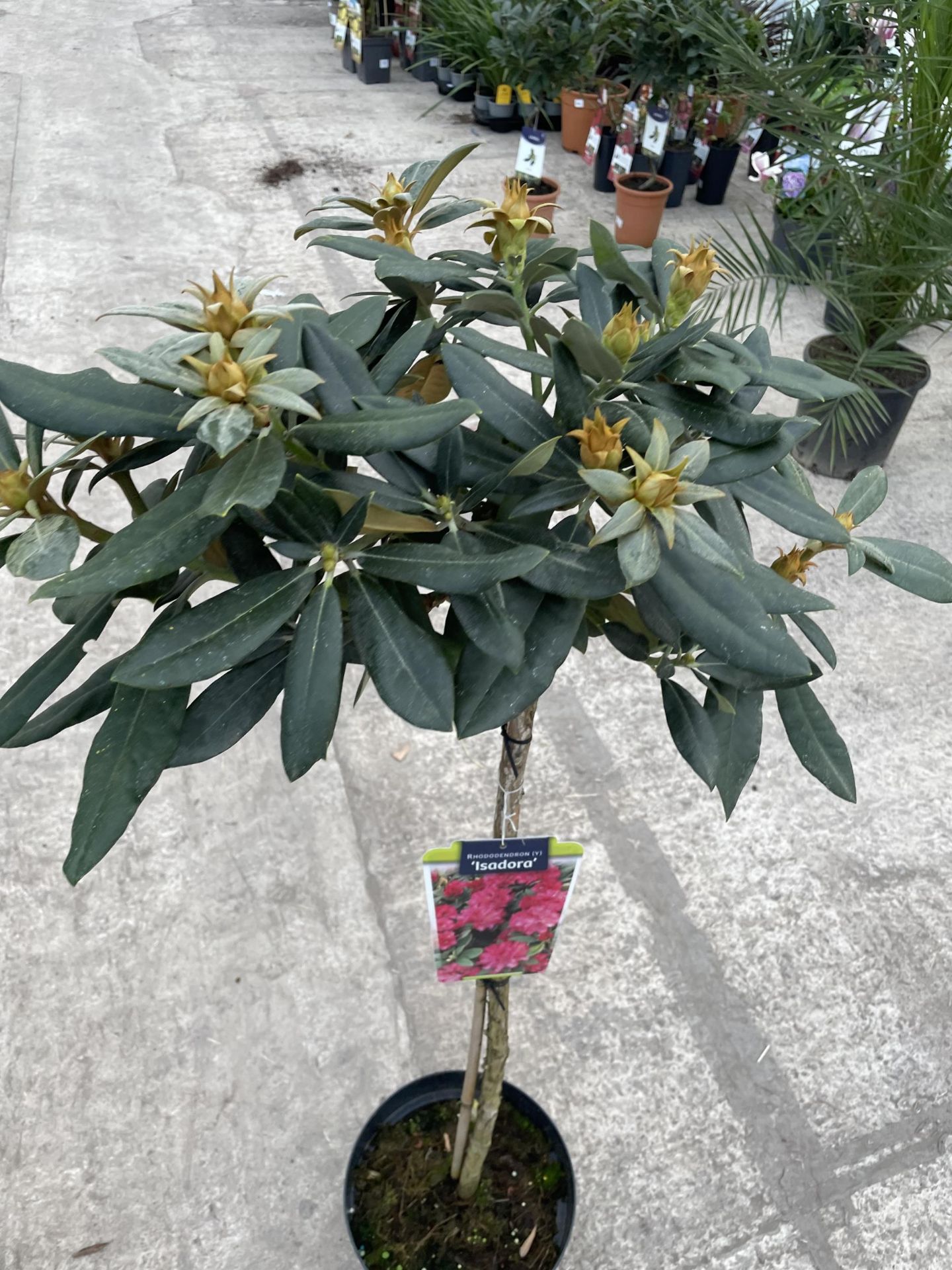 TWO STANDARD RHODODENDRON "ISADORA" 7.5 LTR POT + VAT - Image 3 of 5