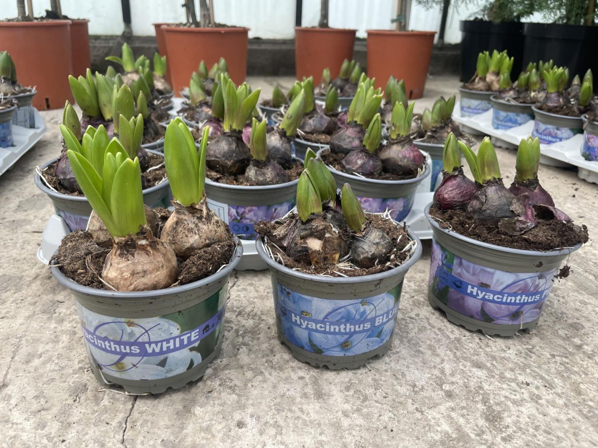 TWENTY HYACINTH POTS + VAT - Image 2 of 2