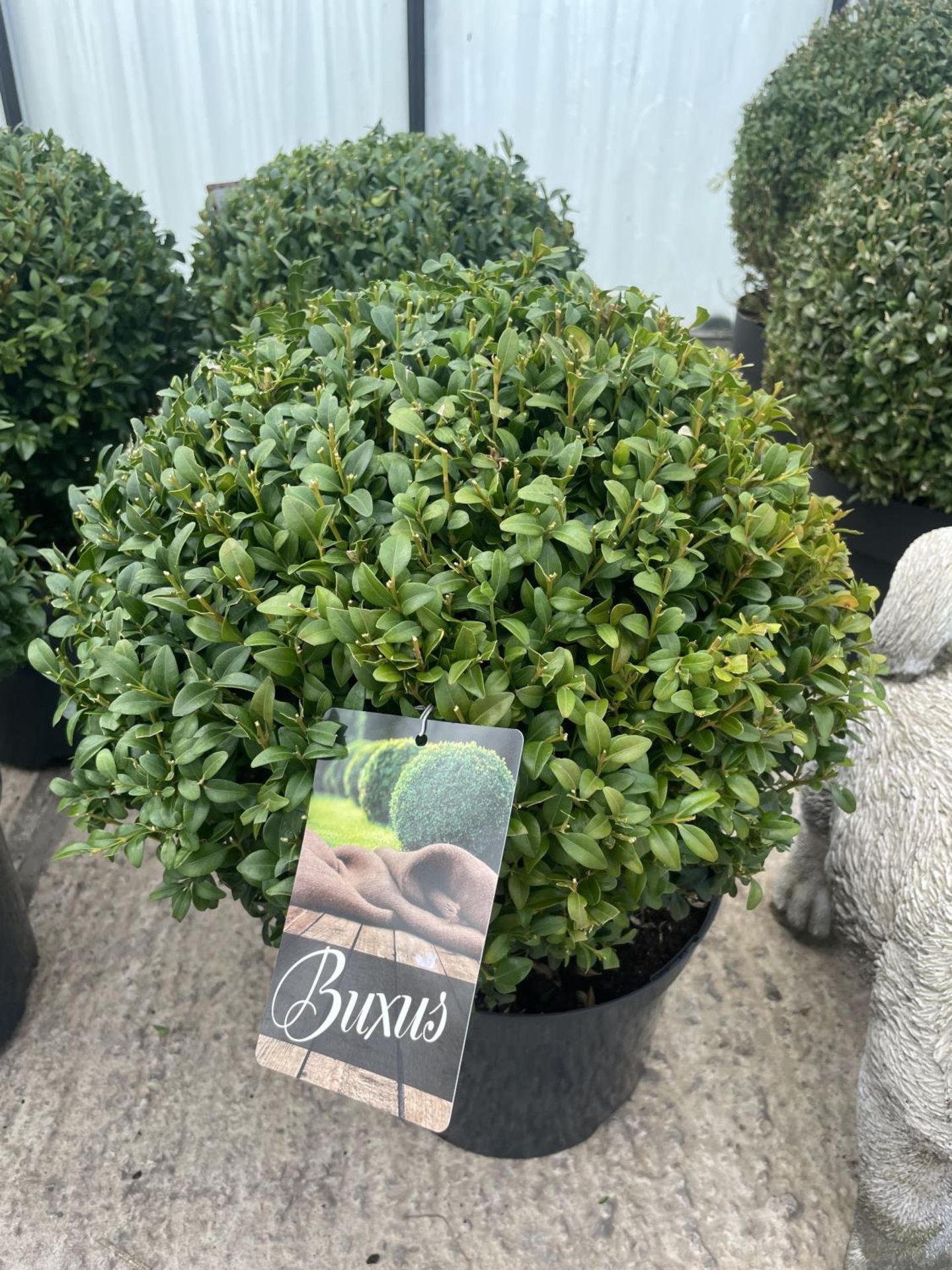 TWO BUXUS BALLS APPROX 30/35 CM WIDE + VAT