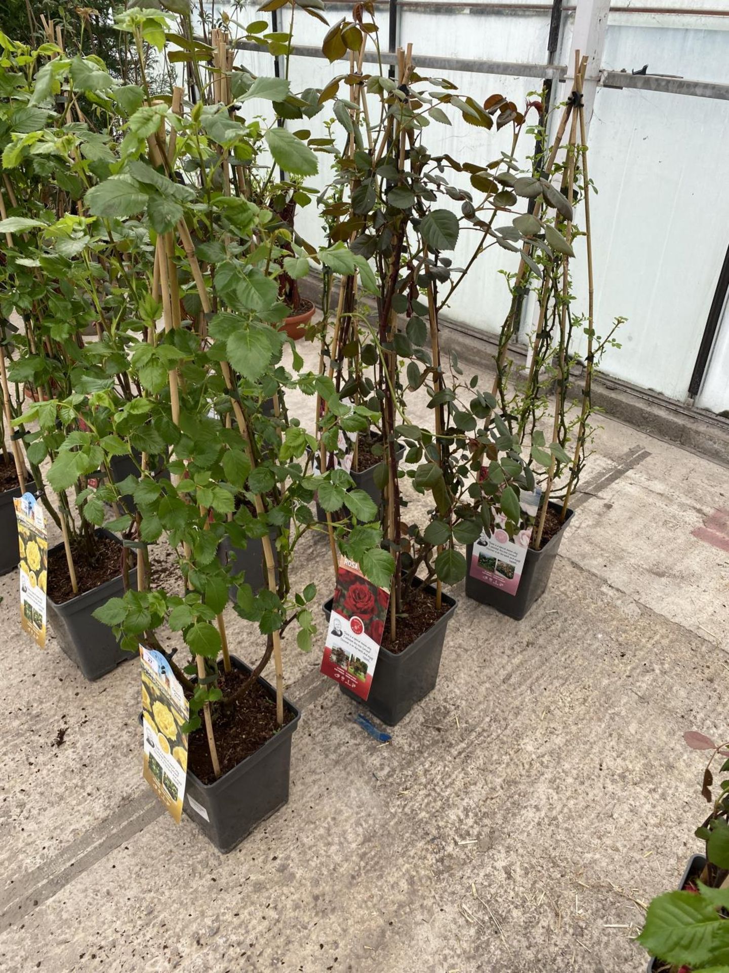 THREE POTTED CLIMBING ROSES TO INCLUDE NEW DAWN, SANTANA AND LICHTKONIGIN LUCIA + VAT