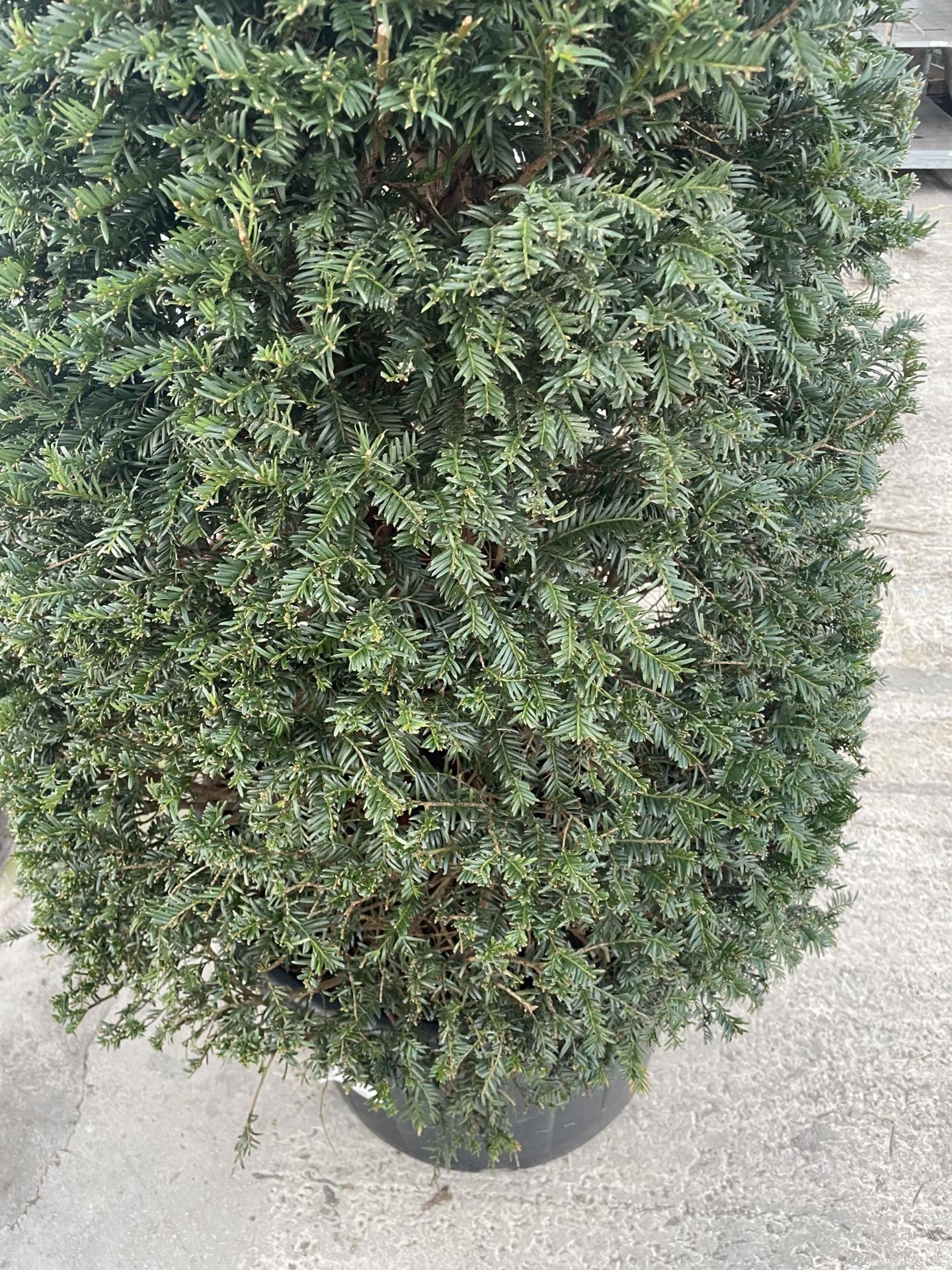 A VERY LARGE PYRAMID YEW TREE - TAXUS BACCATA, 100 LTR POT + VAT - Image 3 of 4