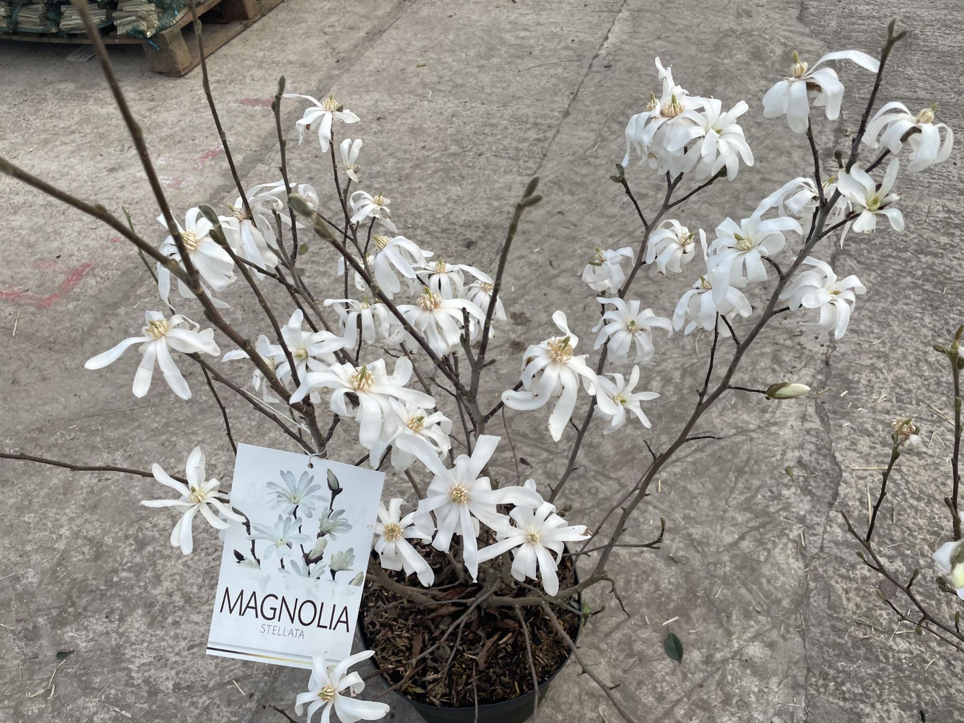 TWO MAGNOLIA STELLATA, 9 LTR POT + VAT - Image 2 of 5