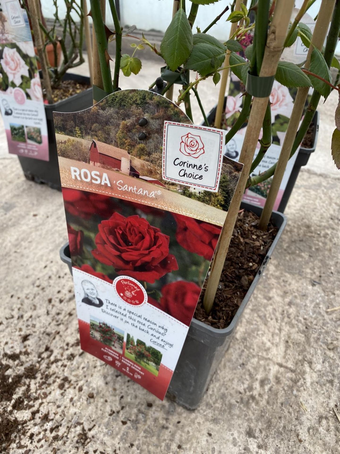 THREE POTTED CLIMBING ROSES TO INCLUDE NEW DAWN, SANTANA AND LICHTKONIGIN LUCIA + VAT - Image 3 of 4