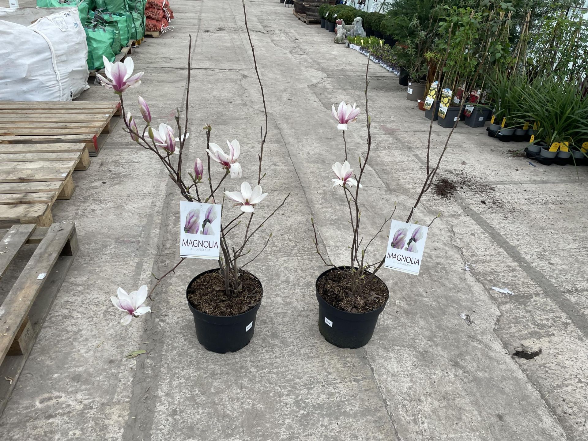 TWO MAGNOLIA SOULANGEANA, 10 LTR POTS + VAT