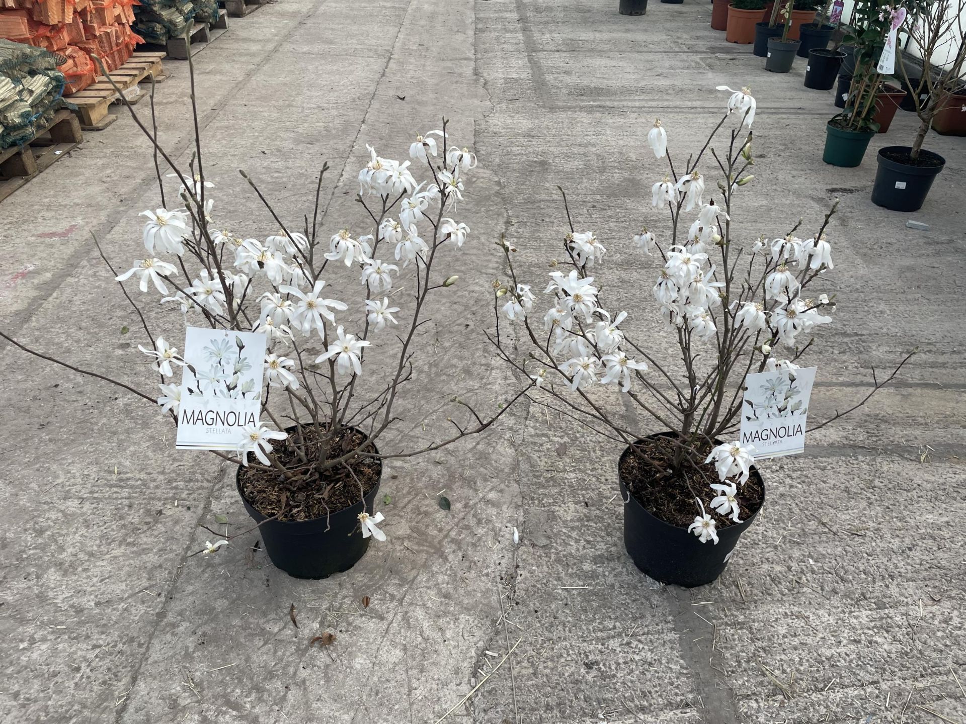 TWO MAGNOLIA STELLATA, 9 LTR POT + VAT