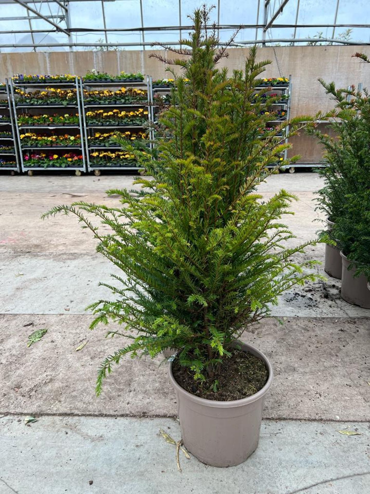 FIVE TAXUS (YEW ) APPROX 120 CM HIGH +VAT - Bild 2 aus 2