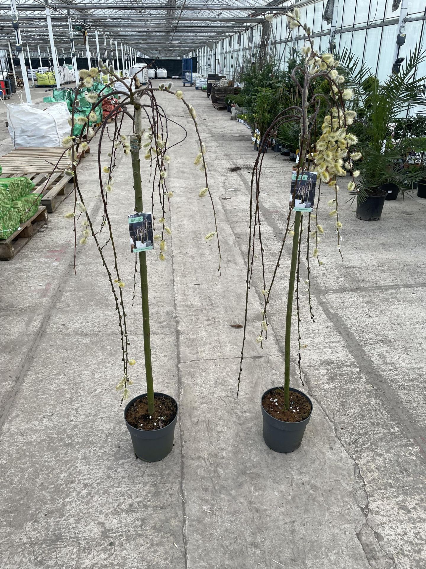 TWO WEEPING WILLOW - SALIX KILMARNOCK, 5 LTR POT + VAT