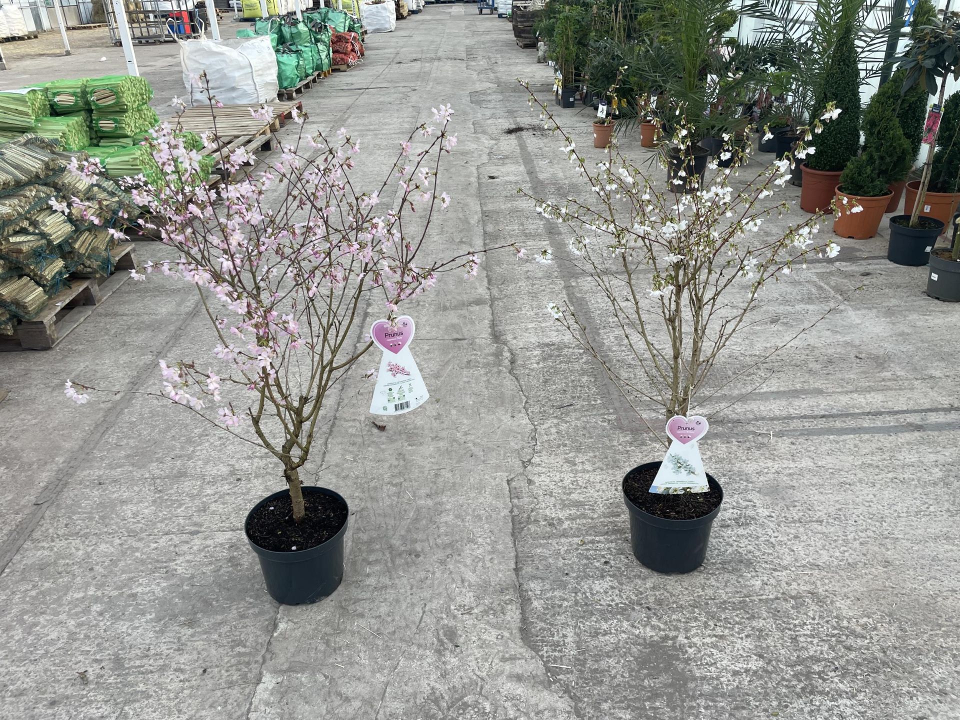 TWO FLOWERING CHERRY - PRUNUS NIPPONICA "RUBY" AND "BRILLIANT", 7.5 LTR POT + VAT