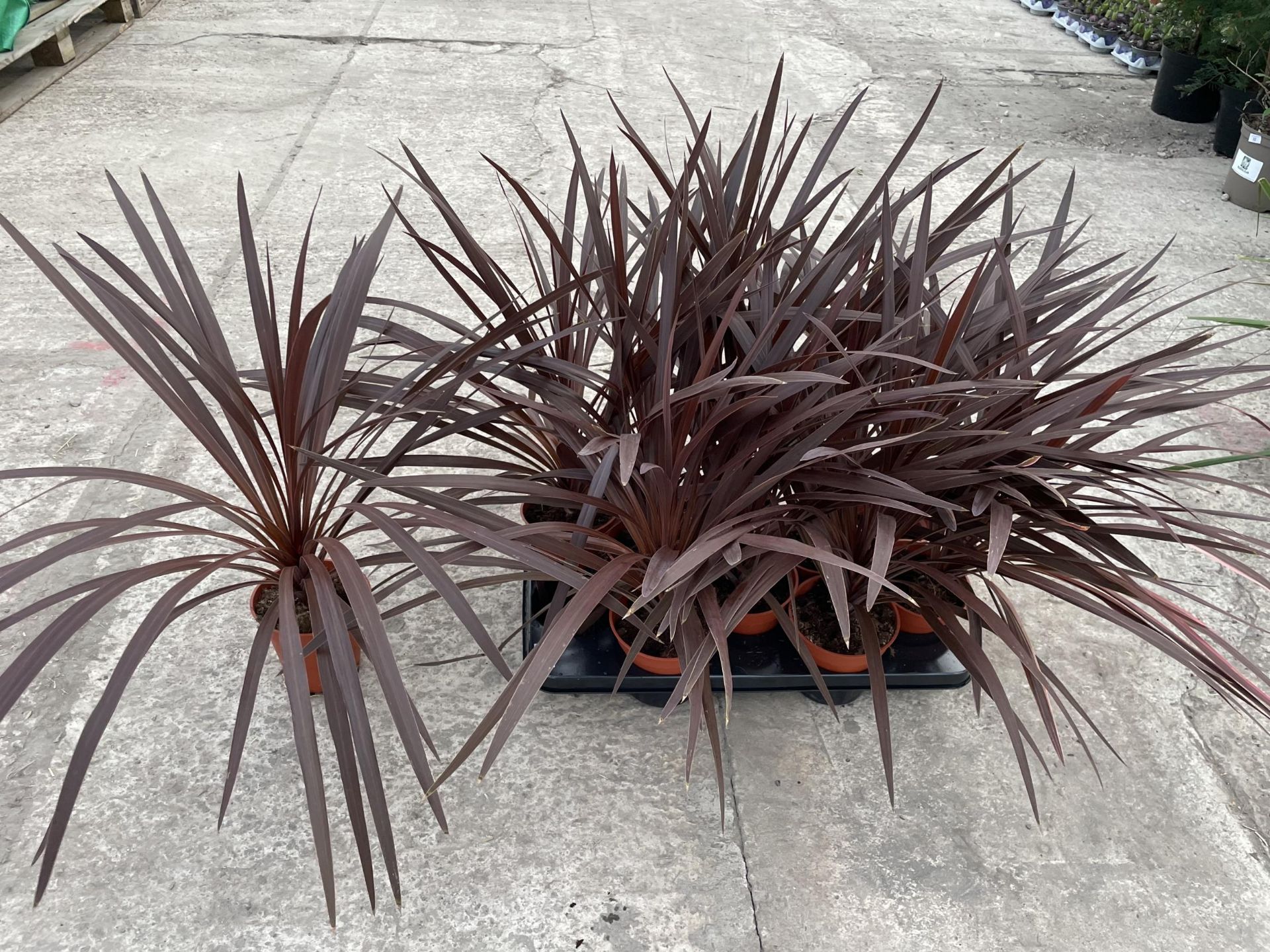 TEN CORDYLINE "RED STAR" + VAT