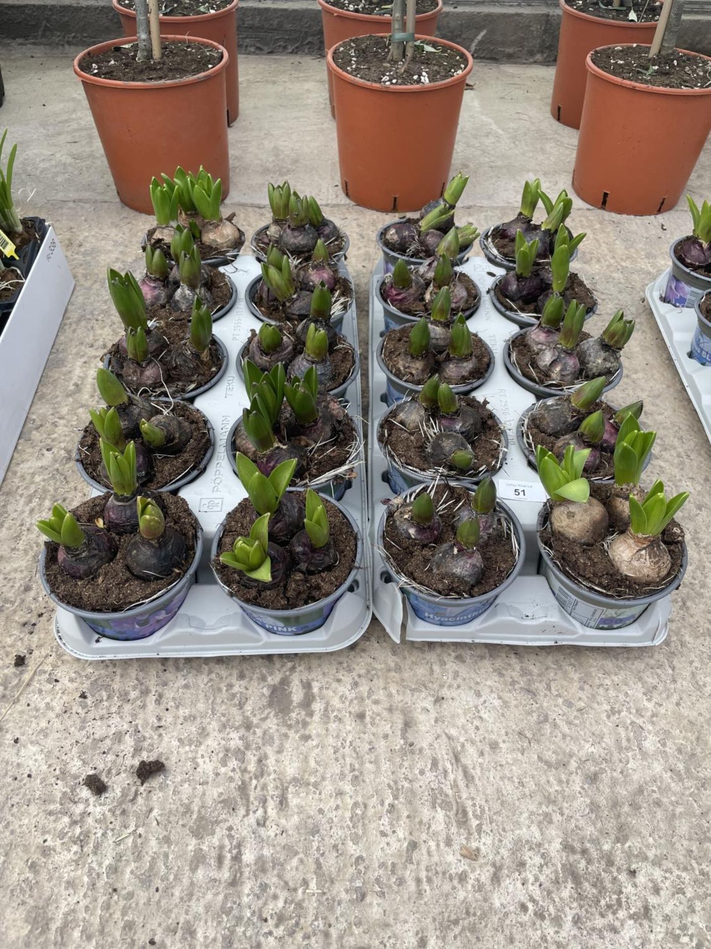 TWENTY HYACINTH POTS + VAT