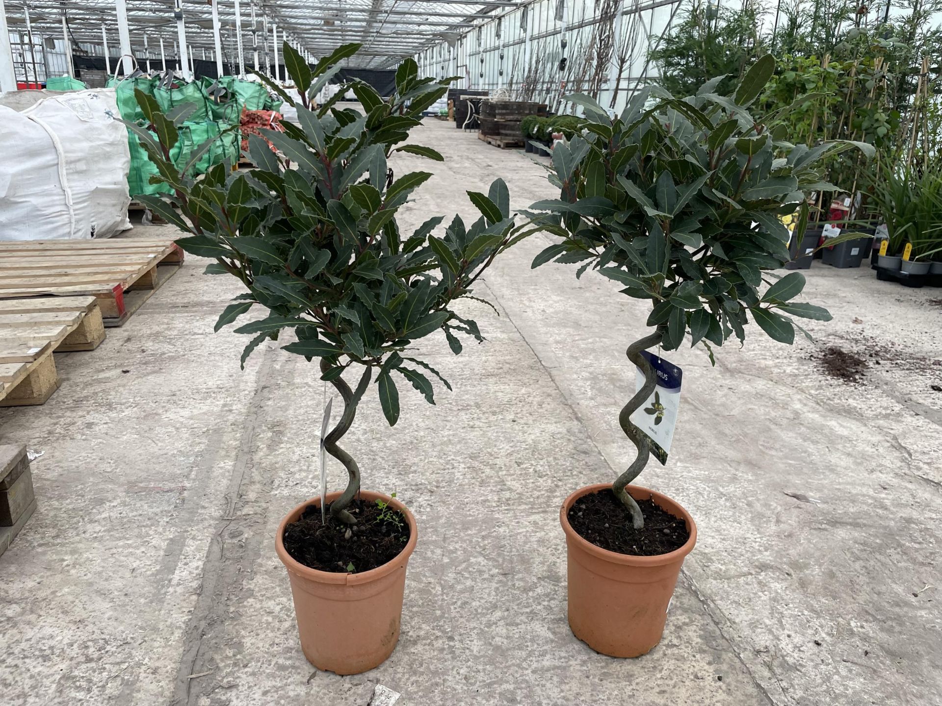 TWO SPIRAL TRAINED BAY TREES - LAURUS NOBILIS , 5 LTR POT + VAT