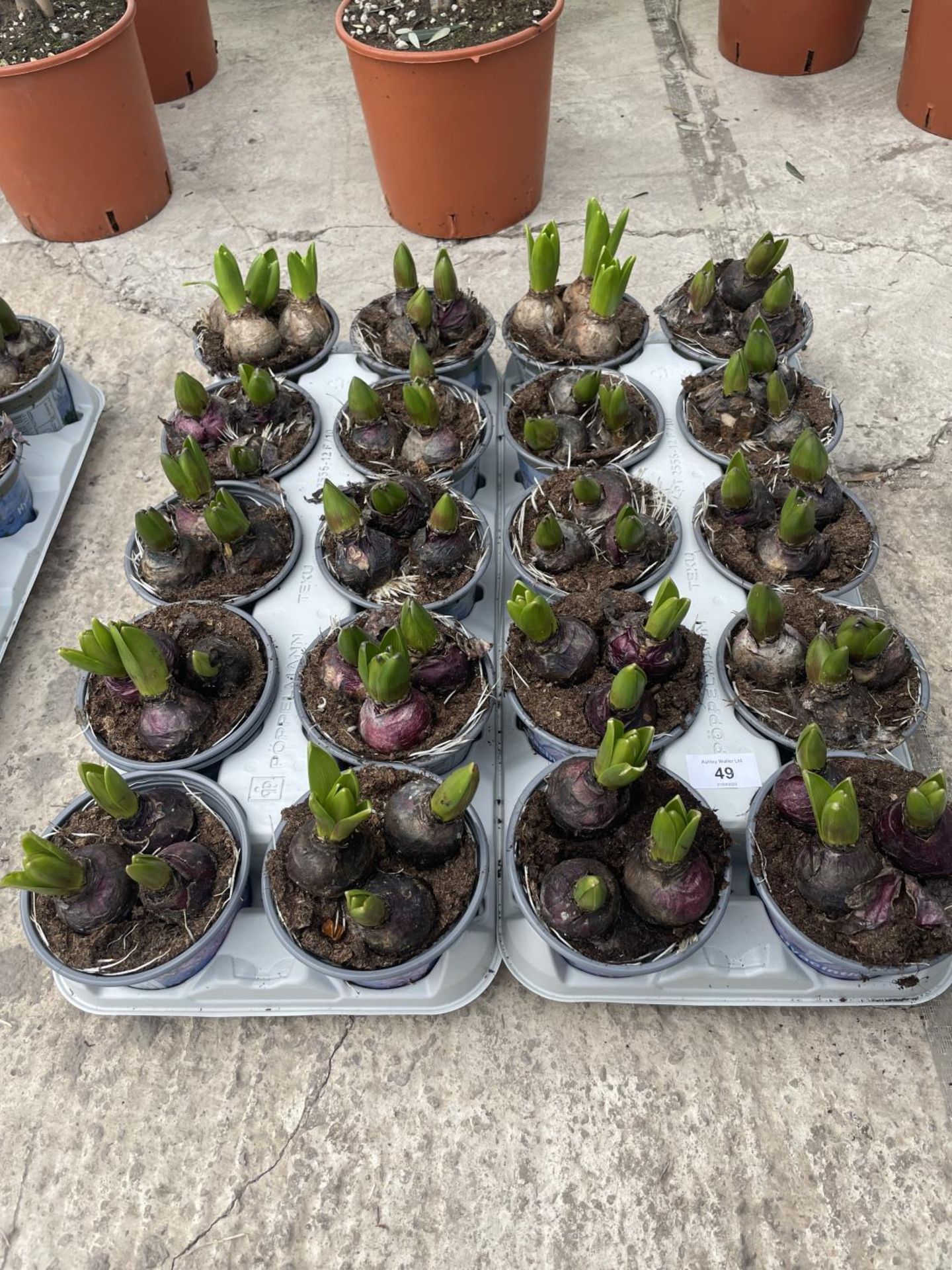 TWENTY HYACINTH POTS + VAT