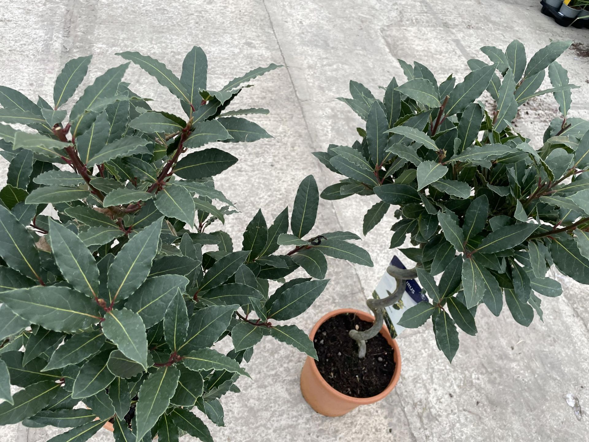 TWO SPIRAL TRAINED BAY TREES - LAURUS NOBILIS , 5 LTR POT + VAT - Image 2 of 5