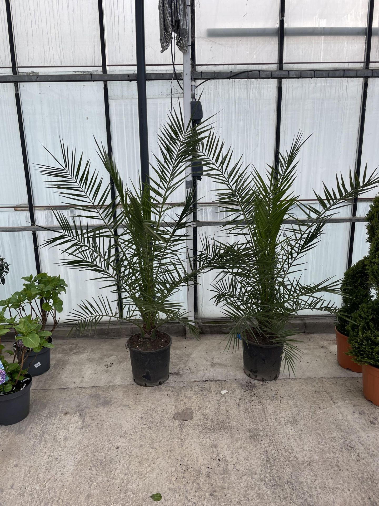 TWO LARGE DATE ( PHEONIX) PALMS - PHOENIX CANARIENSIS , 80 LTR POTS + VAT