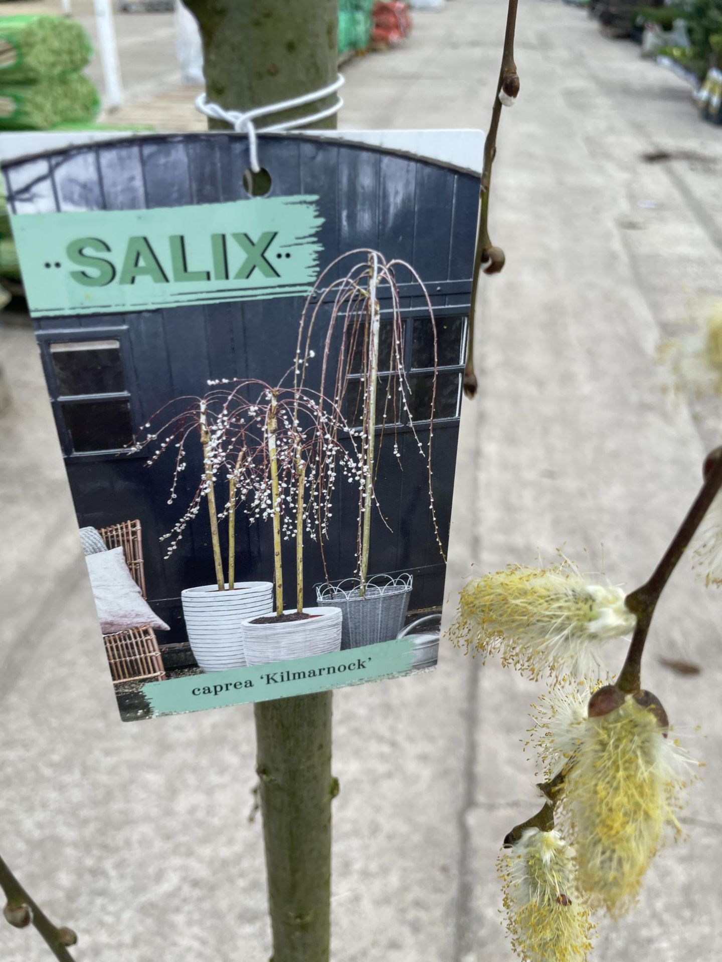 TWO WEEPING WILLOW - SALIX KILMARNOCK, 5 LTR POT + VAT - Image 4 of 5