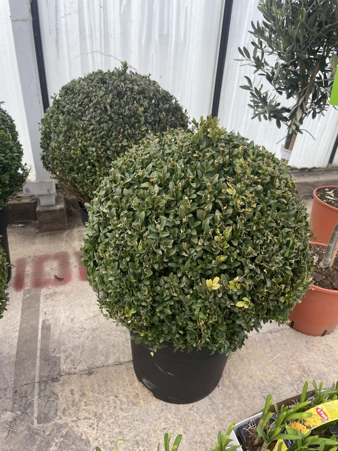 TWO LARGE BUXUS BALLS + VAT