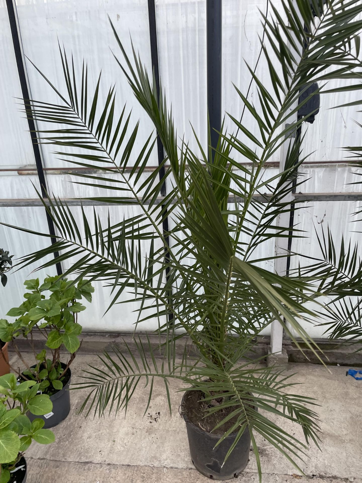 TWO LARGE DATE ( PHEONIX) PALMS - PHOENIX CANARIENSIS , 80 LTR POTS + VAT - Image 2 of 4