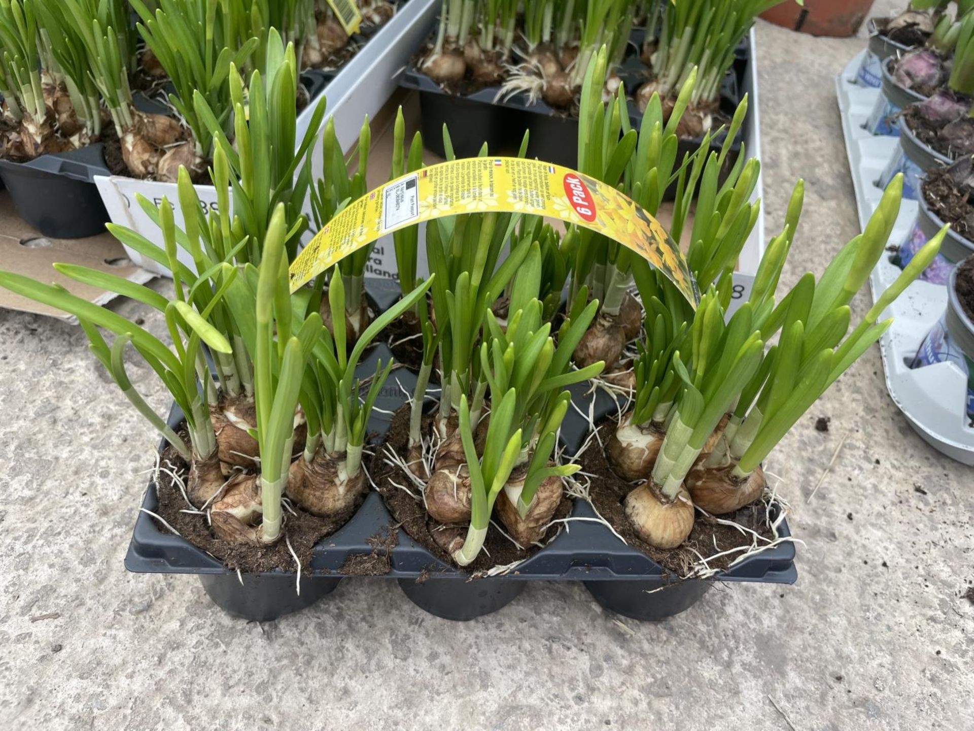 SIX PACKS OF SIX TETE A TETE MINIATURE DAFFODIL BULBS + VAT - Image 3 of 3