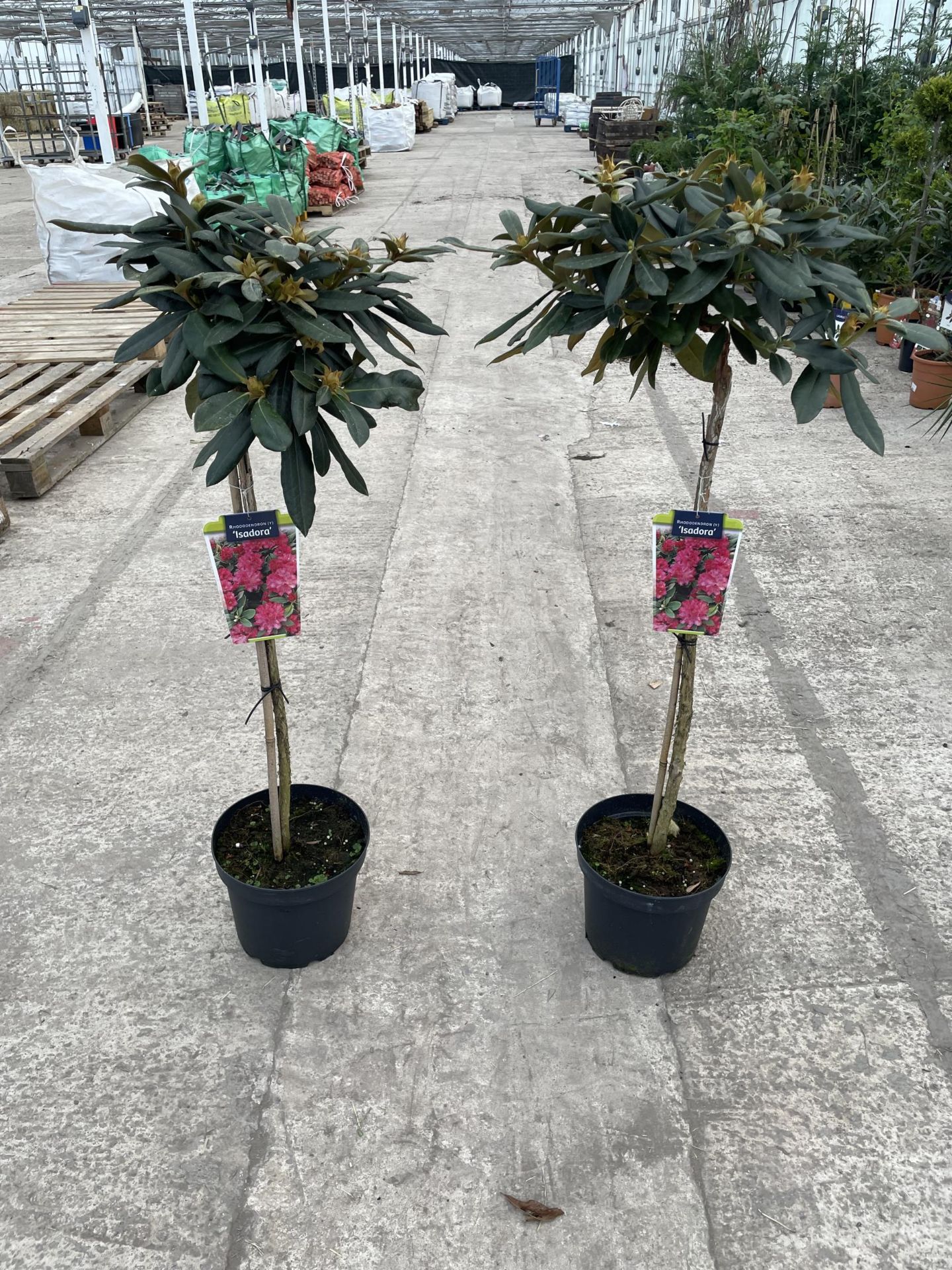 TWO STANDARD RHODODENDRON "ISADORA" 7.5 LTR POT + VAT