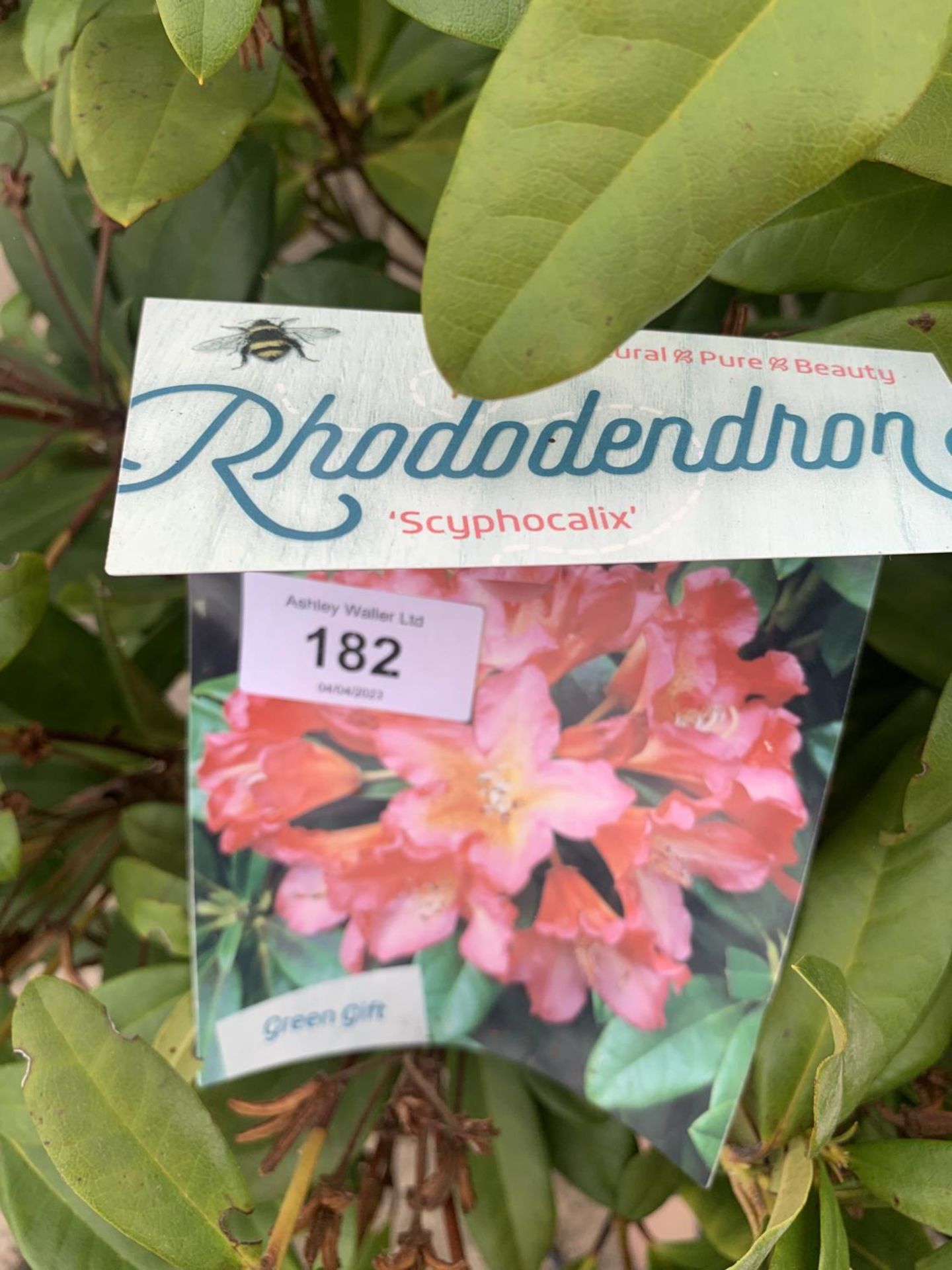 FOUR MIXED VARIETY RHODODENDRON + VAT - Image 5 of 6