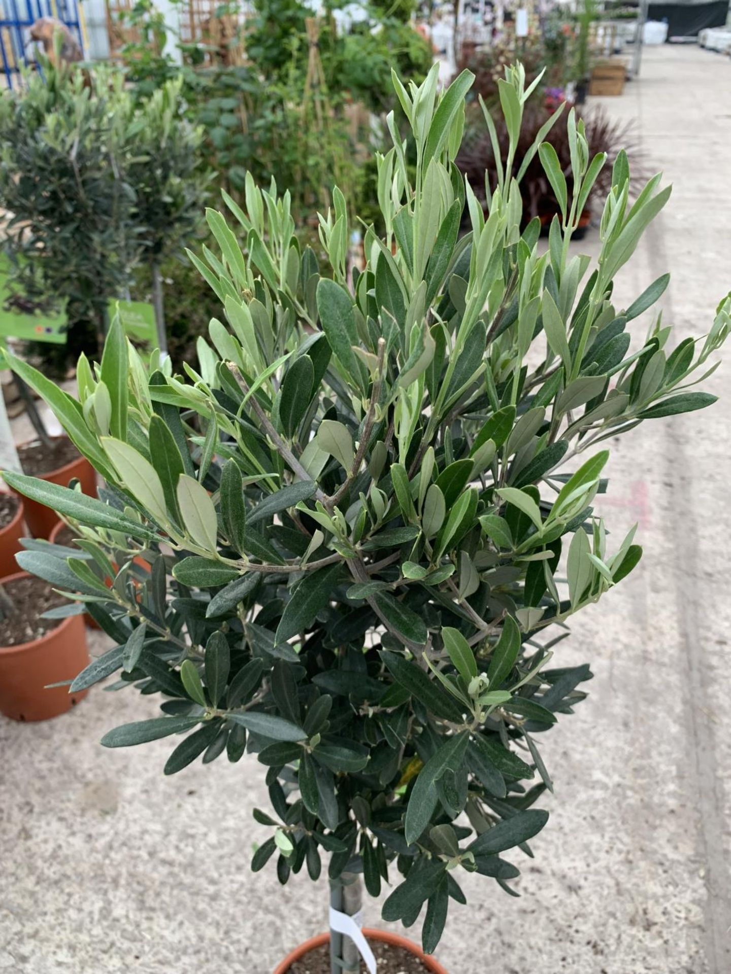 A PAIR OF STANDARD OLIVE TREES APPROXIMATELY 100CM TALL + VAT - Image 2 of 4