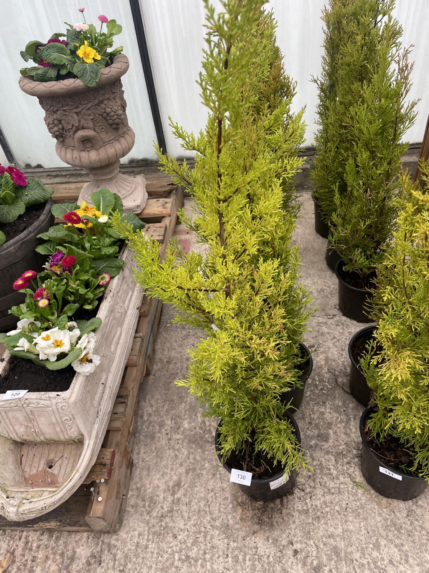 FIVE POTTED WILMA CONIFERS + VAT - Image 2 of 2
