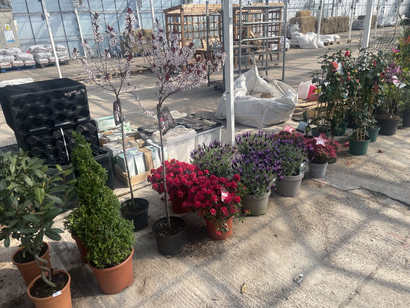 HORTICULTURAL AUCTION - TO INCLUDE PLANTS, SHRUBS, TREES, PERENNIALS, BEDDING PLANTS, GARDEN FURNITURE AND ACCESSORIES FROM 9.30 AM